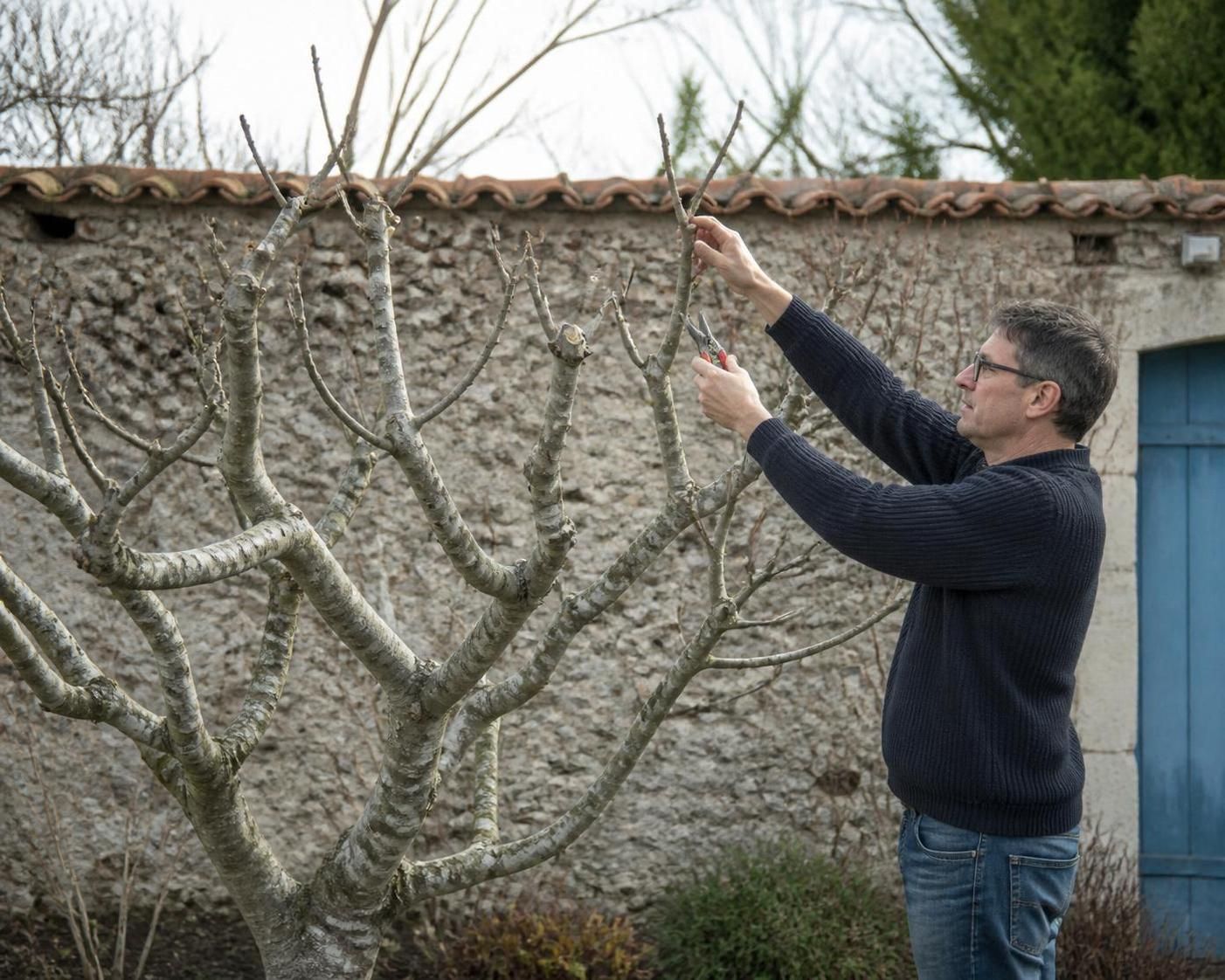 découvrez quand et comment tailler un figuier pour favoriser une croissance saine et obtenir de magnifiques récoltes. suivez nos conseils pratiques pour entretenir votre arbre fruitier efficacement.