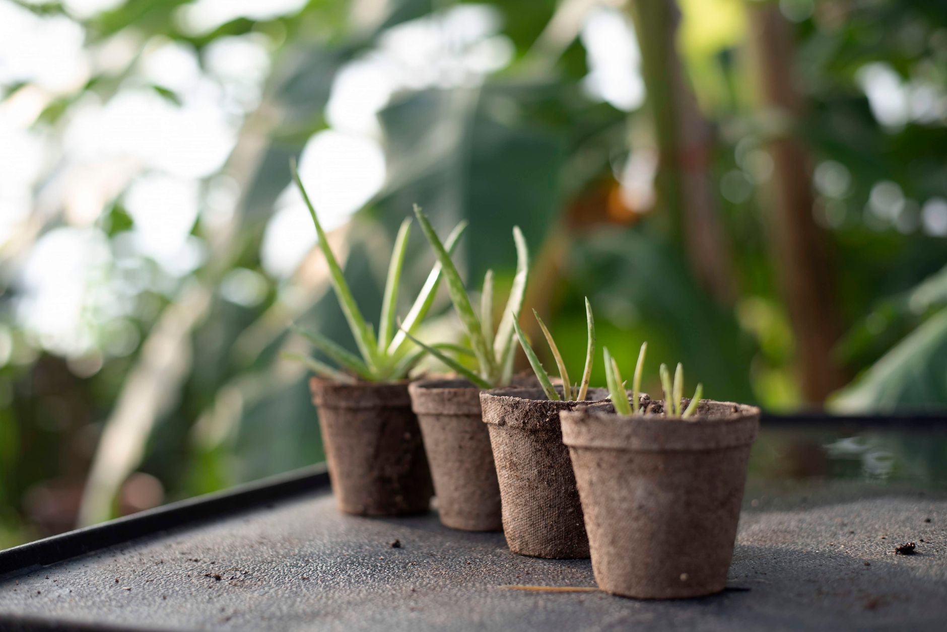 Aloe vera en pot ou au jardin : bien installer la plante pour une culture durable — plante d'aloe vera en pot