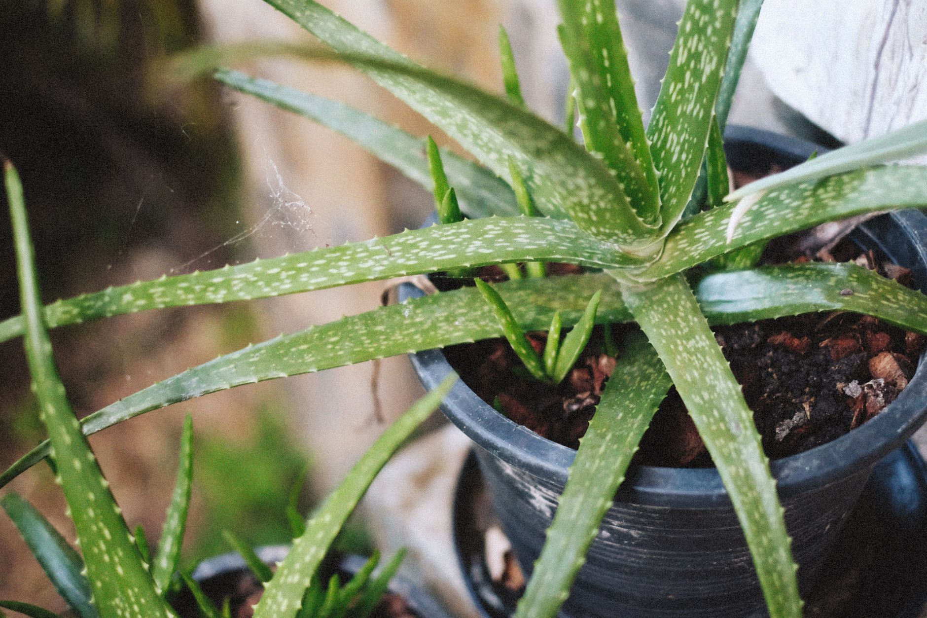Aloe vera culture, entretien et — plante d'aloe vera en pot