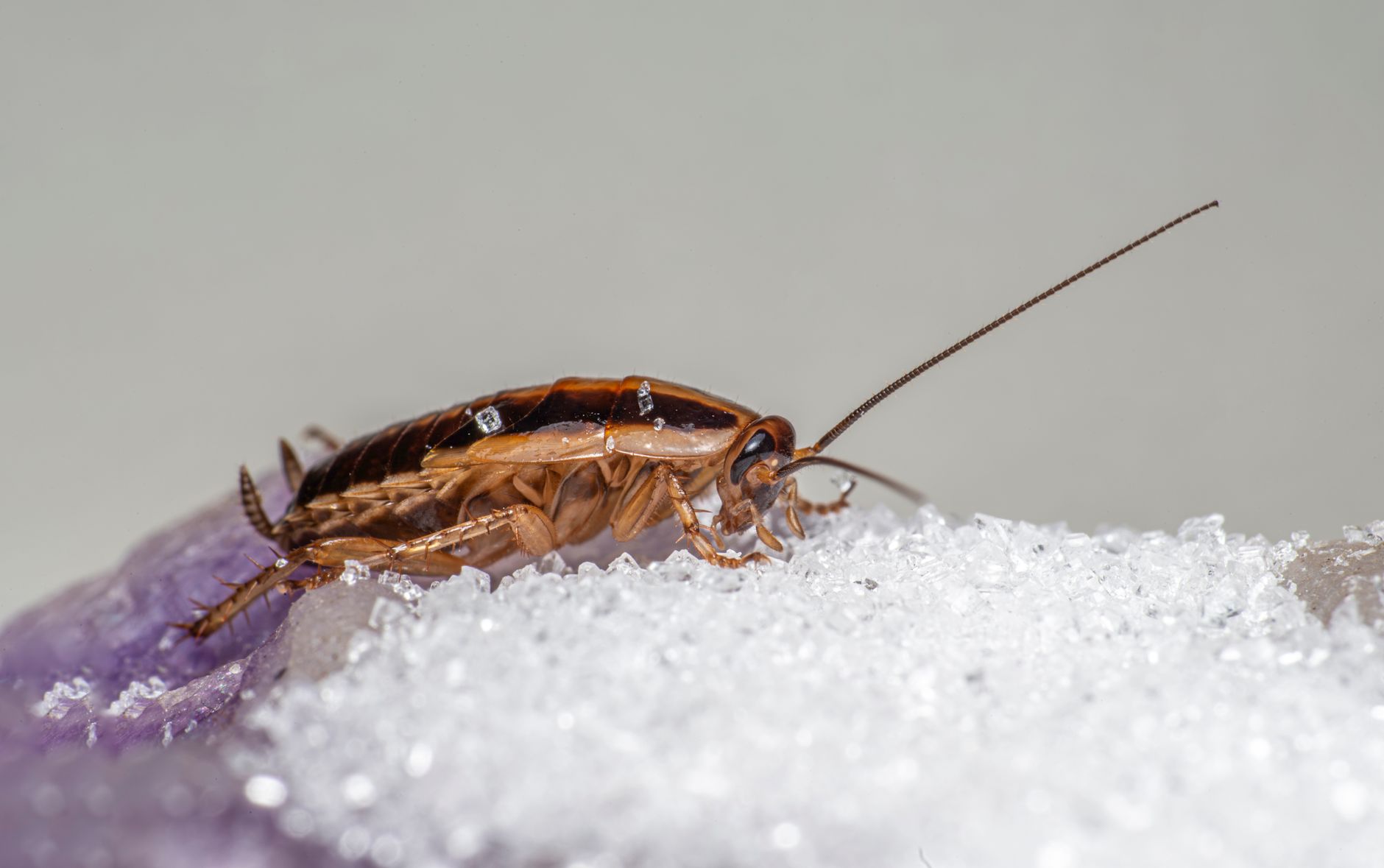 Cafard noir de jardin : identification précise et différence avec les autres insectes — gros plan cafard noir de jardin