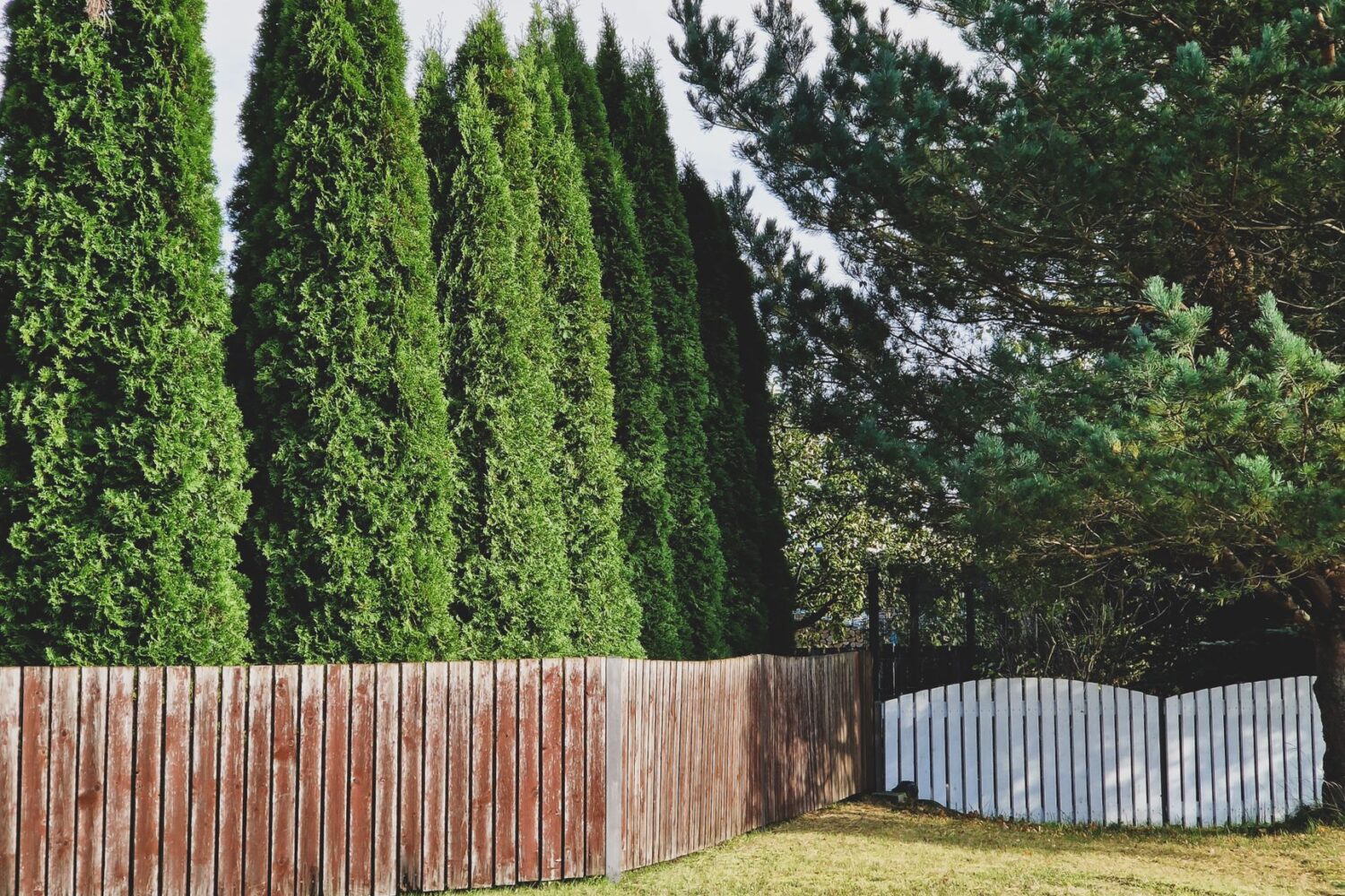 Comment cacher un vis-à-vis dans son jardin : 7 solutions efficaces