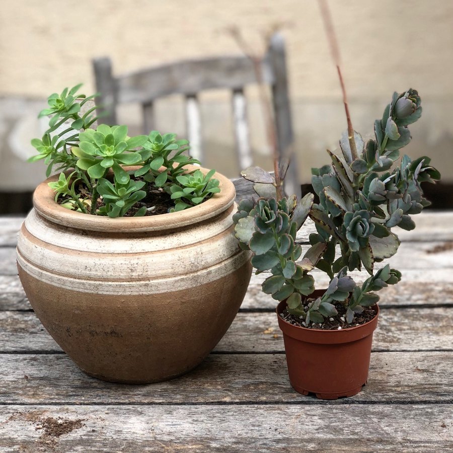 Plantes en pot sur une terrasse
