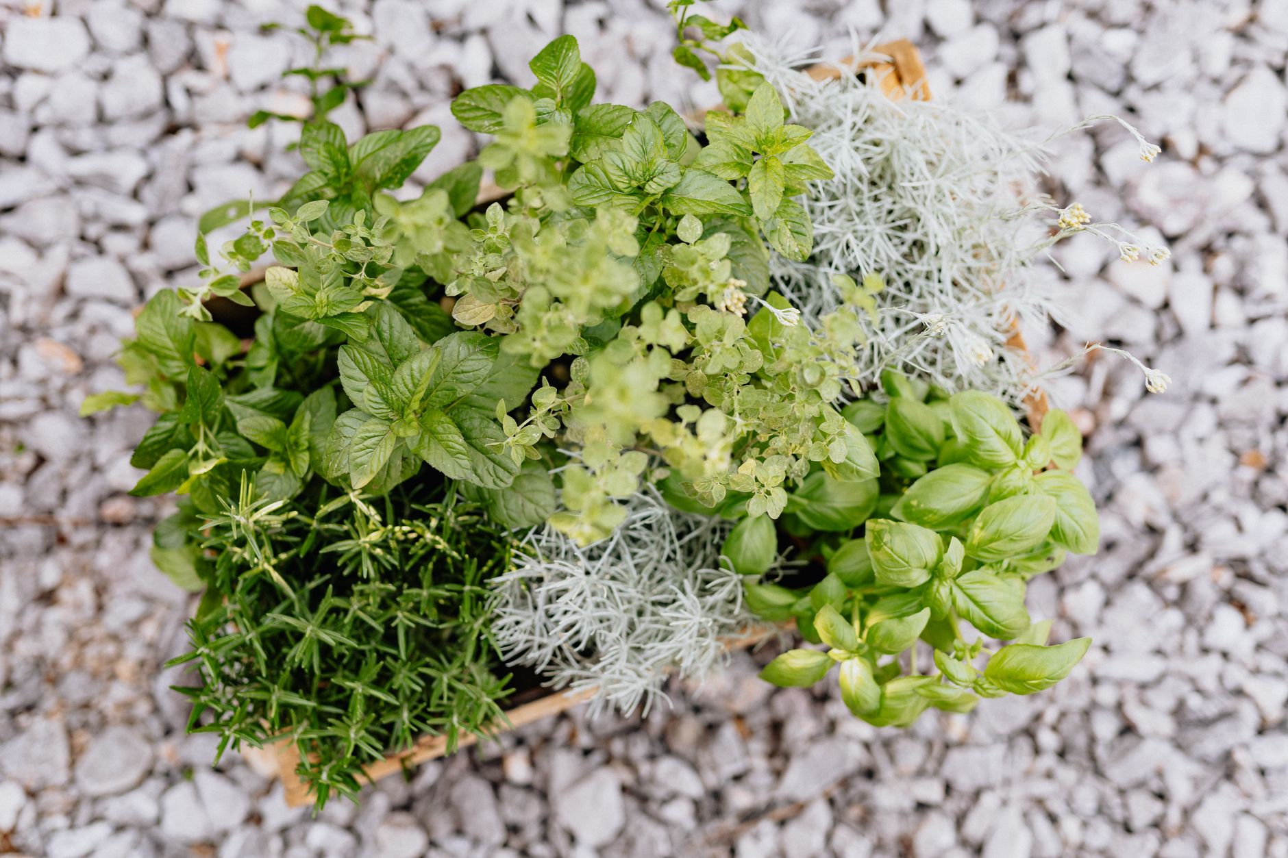 Plantes aromatiques au jardin : bien choisir les espèces à cultiver et où les installer — jardin d'herbes basilic menthe romarin