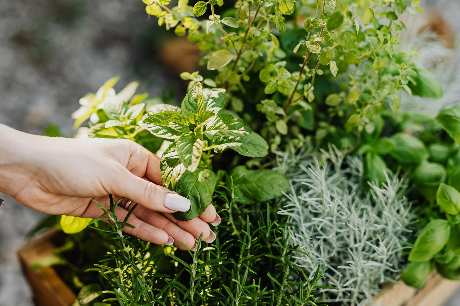 Plantes aromatiques lesquelles cultiver et — jardin d'herbes basilic menthe romarin