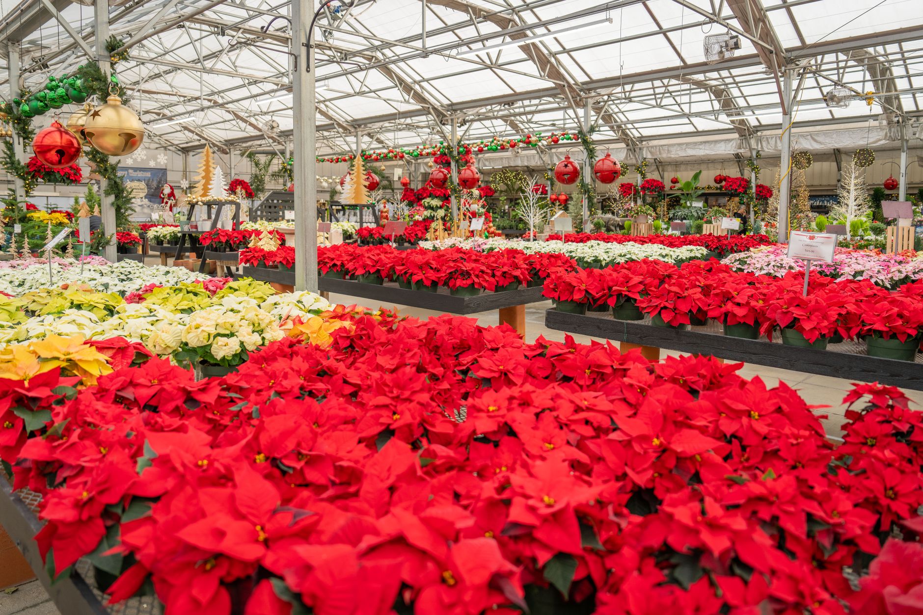 Plantes de Noël incontournables pour l’intérieur : couleurs, parfums et ambiance chaleureuse — plantes de Noël décorations intérieures