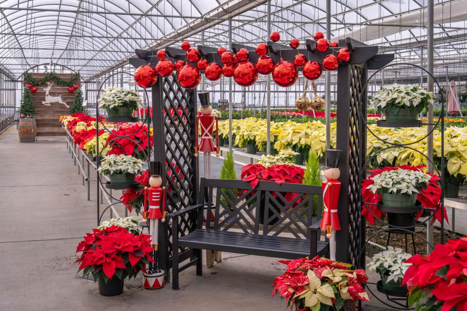 Plantes de Noël : quelles espèces choisir pour décorer l&rsquo;hiver