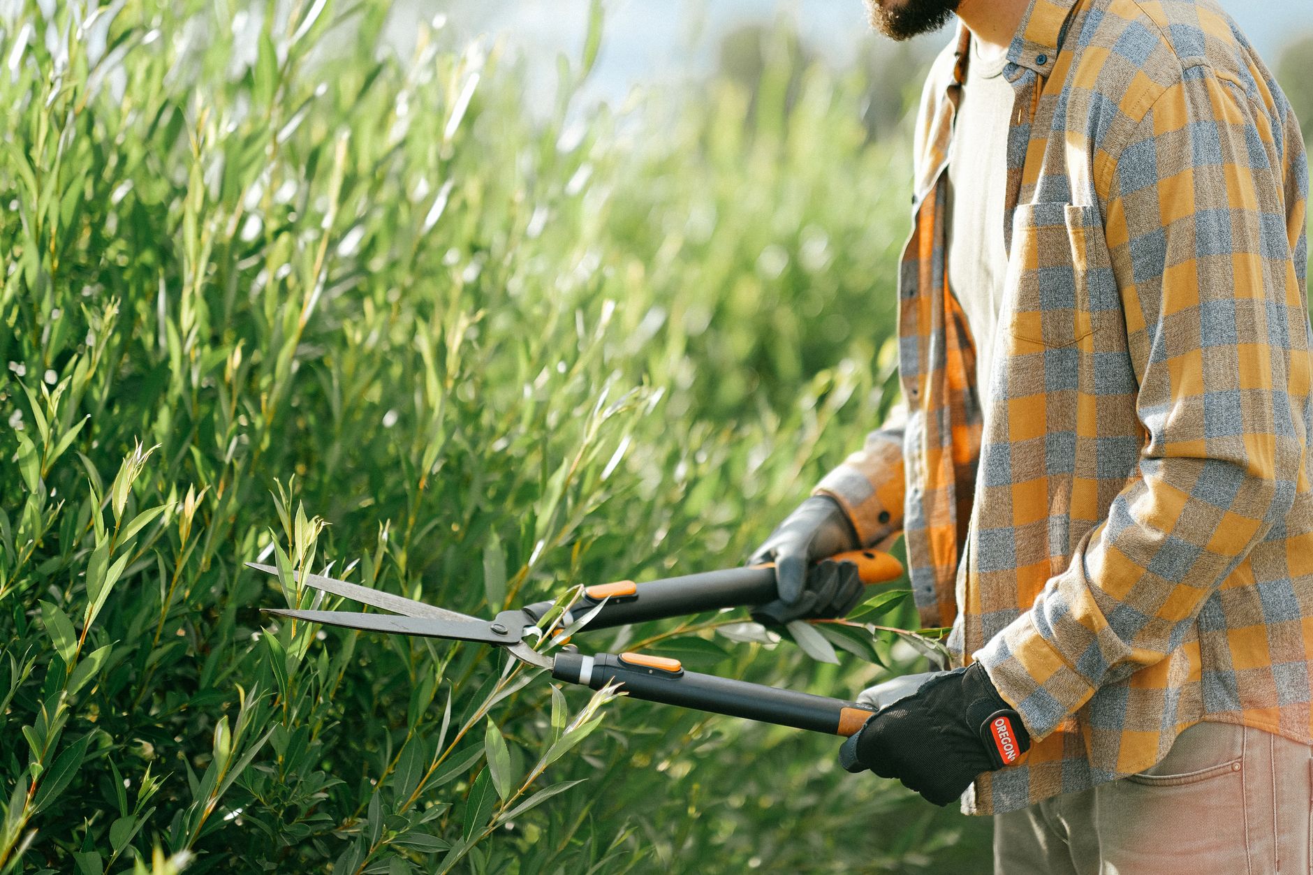 Quand tailler sa haie selon le cycle de croissance et les saisons — outils de taille de haie jardin