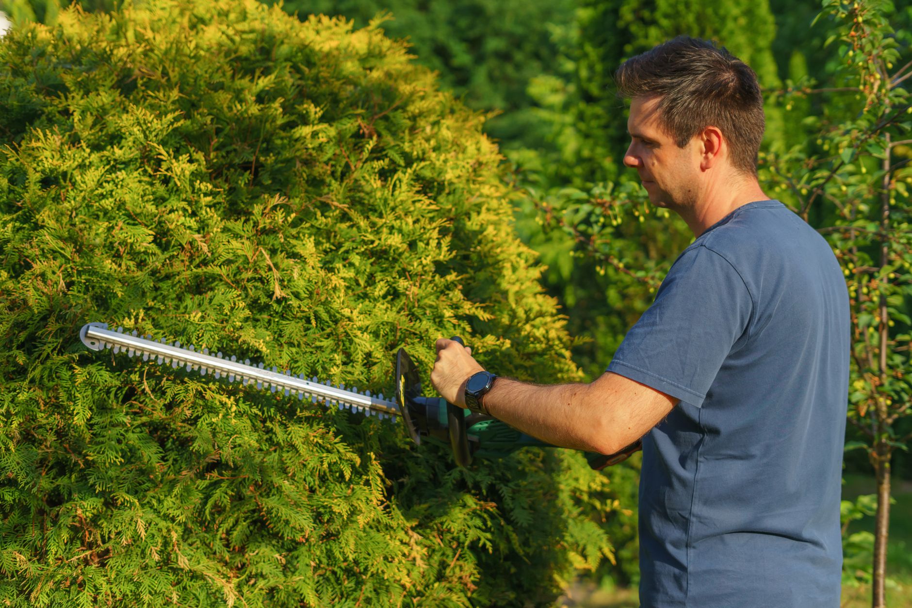 Quand tailler sa haie les — outils de taille de haie jardin