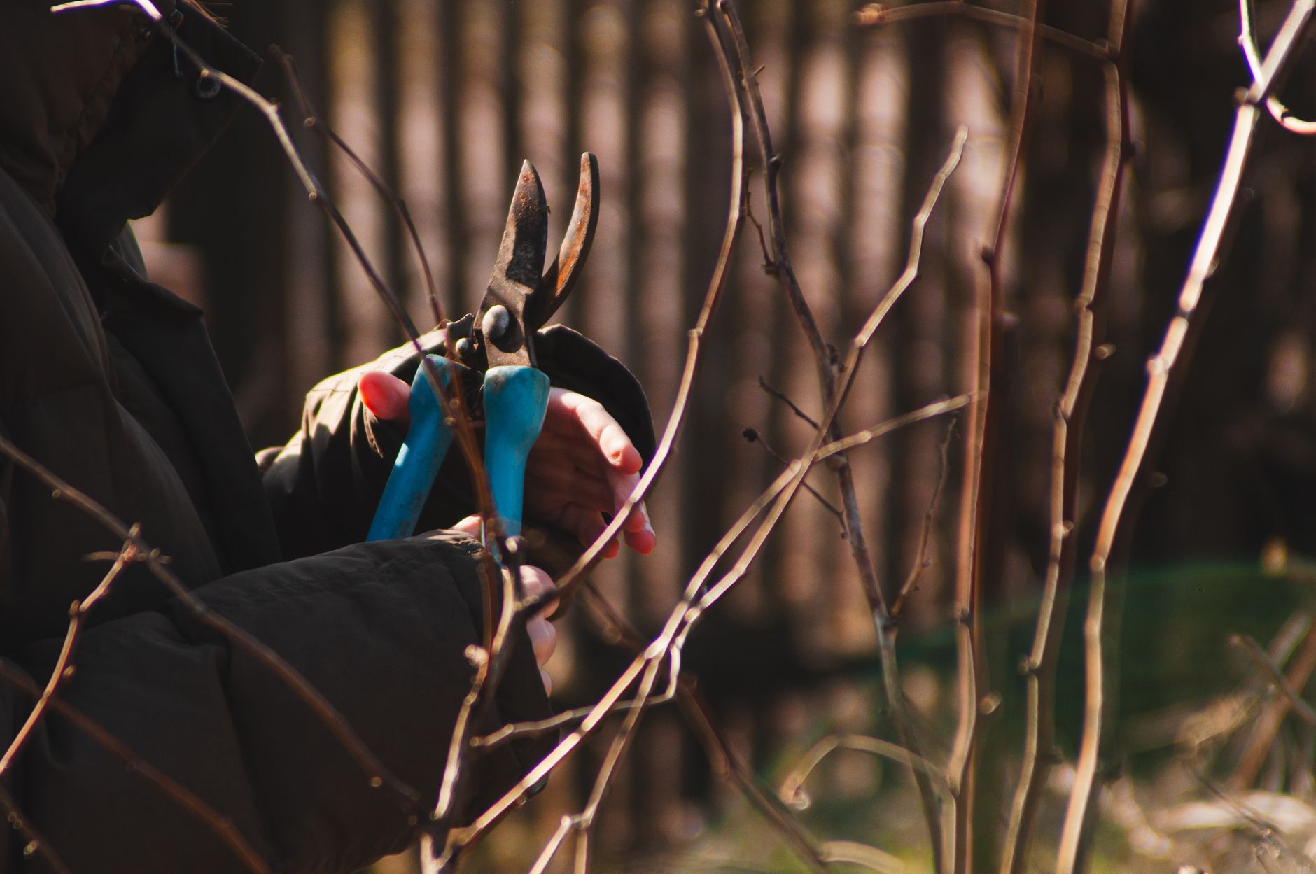 Quand tailler un figuier adulte pour des récoltes généreuses — outils de taille figuier jardin