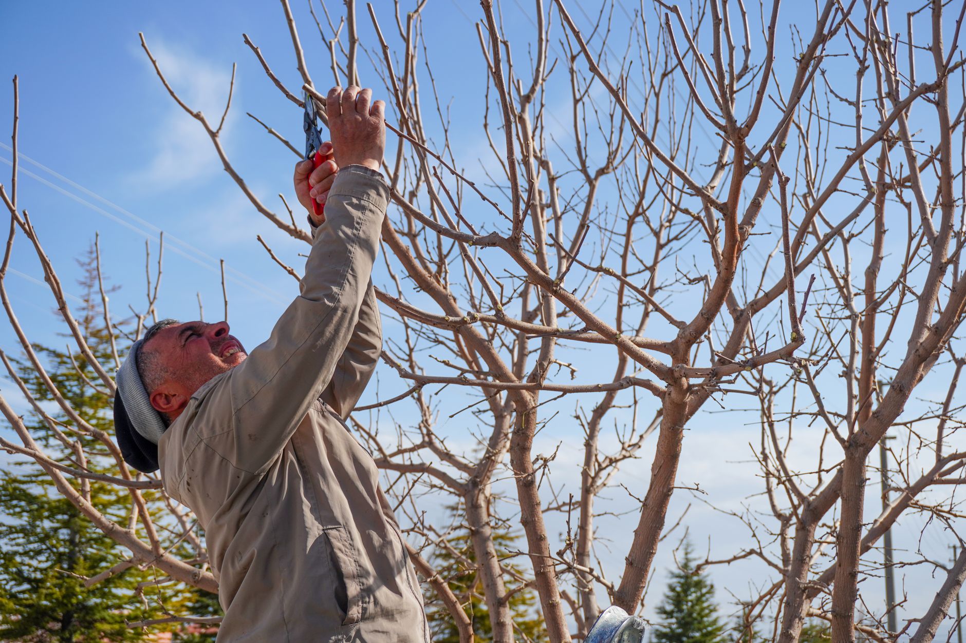 Tailler un figuier quand et — outils de taille figuier jardin