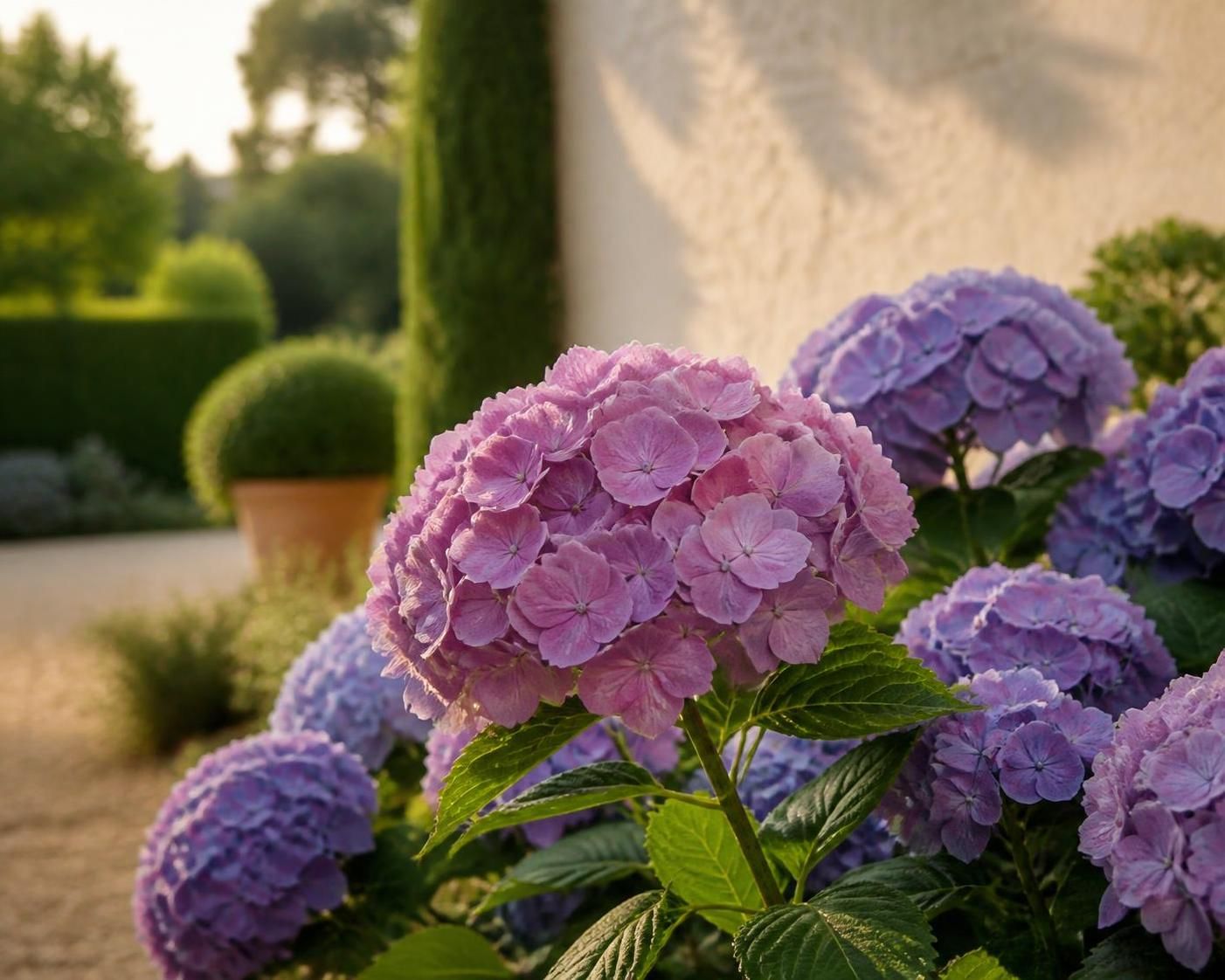 découvrez à quelle distance d'un mur il est optimal de planter un hortensia pour assurer sa bonne croissance et sa santé. conseils pratiques pour un jardin harmonieux.