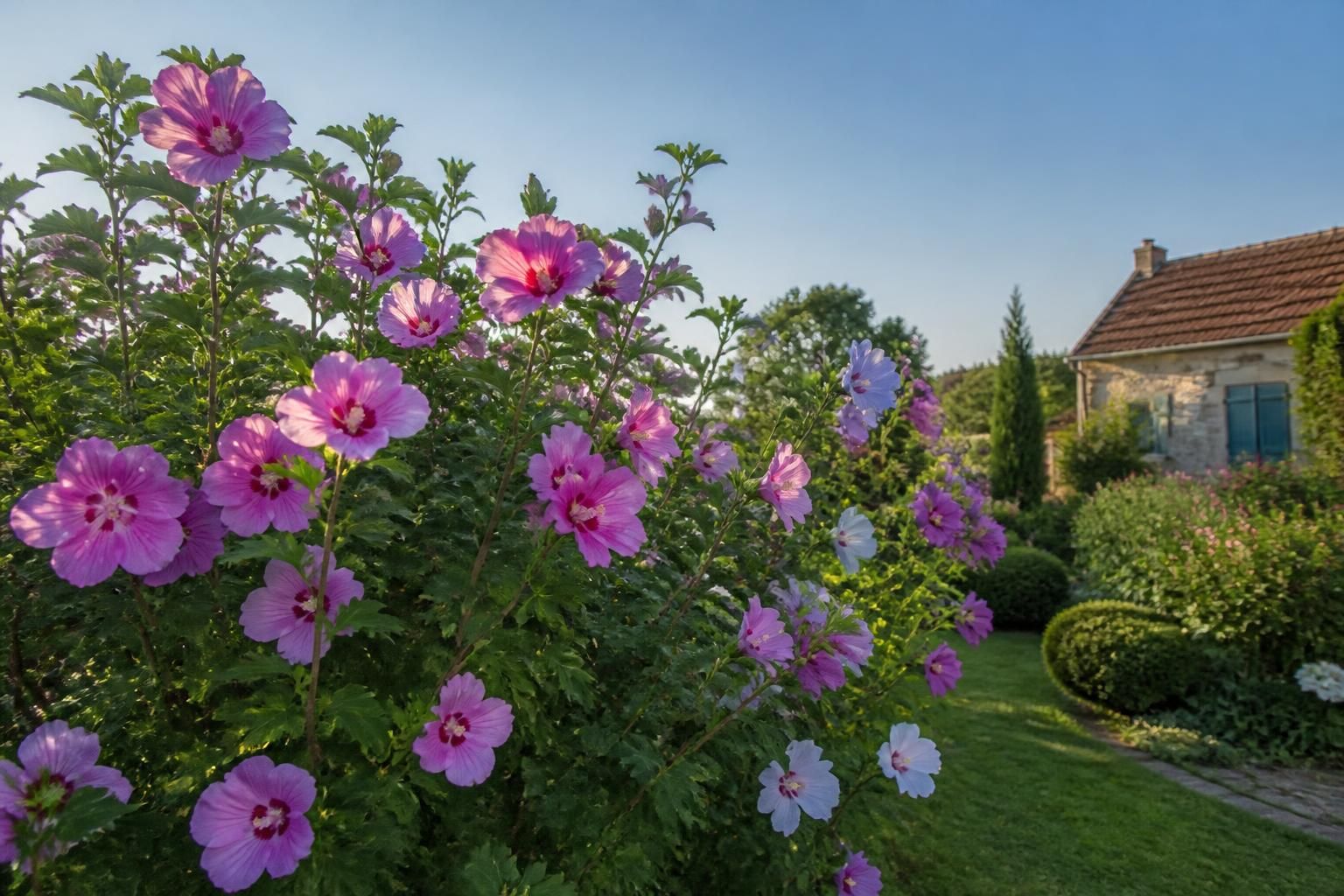 découvrez comment planter, tailler et entretenir l'althéa, également connu sous le nom d'hibiscus des jardins, pour un jardin fleuri et en pleine santé toute l'année.