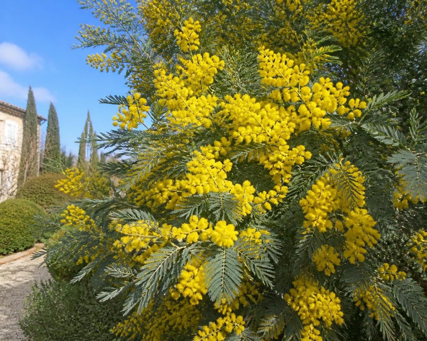 découvrez tout sur la floraison du mimosa : quand elle commence, combien de temps elle dure, et comment entretenir cette plante pour profiter de ses fleurs éclatantes.