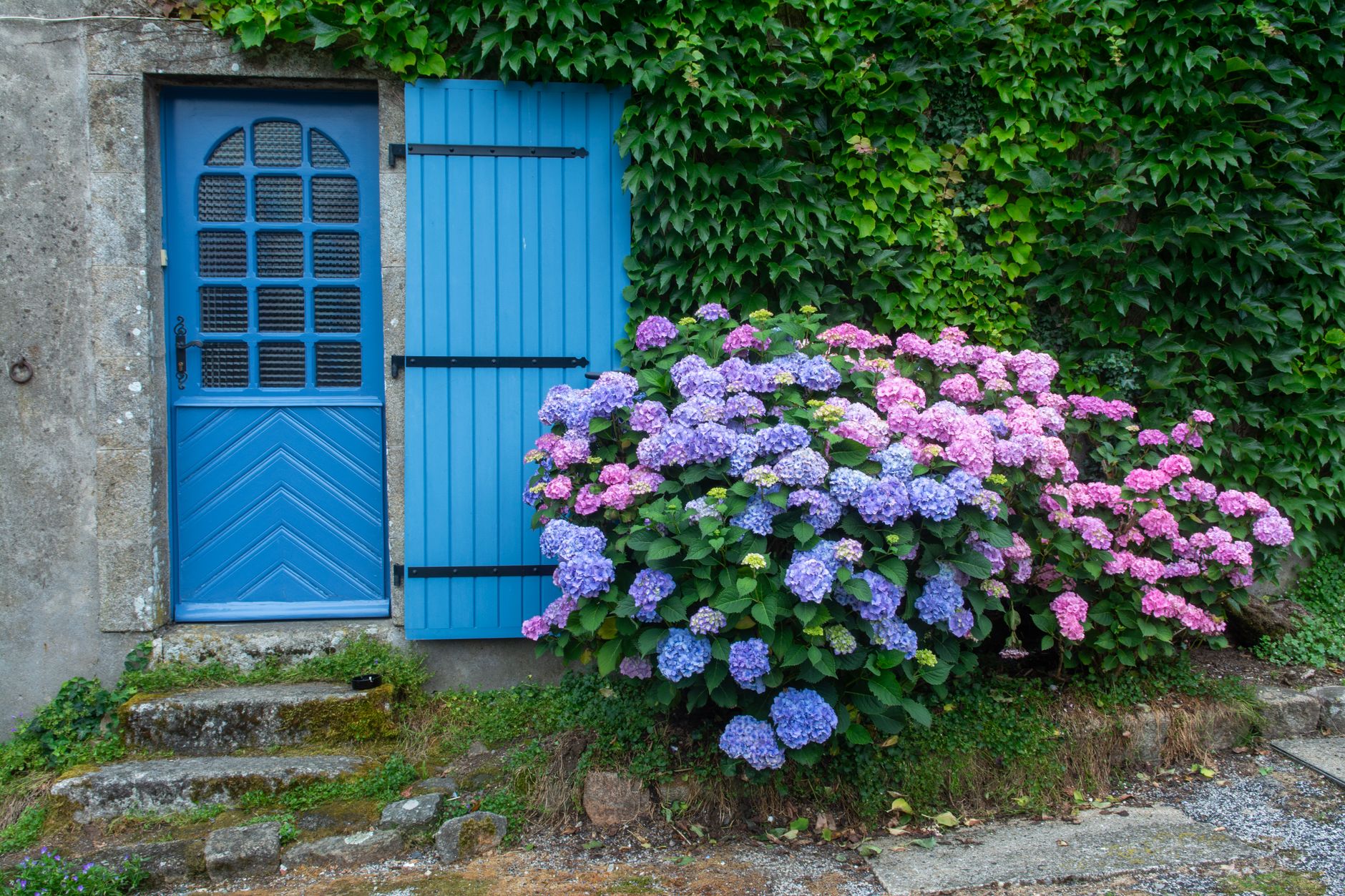 Distance d’un mur pour un hortensia : les repères chiffrés vraiment utiles — hortensia près d'un mur jardin
