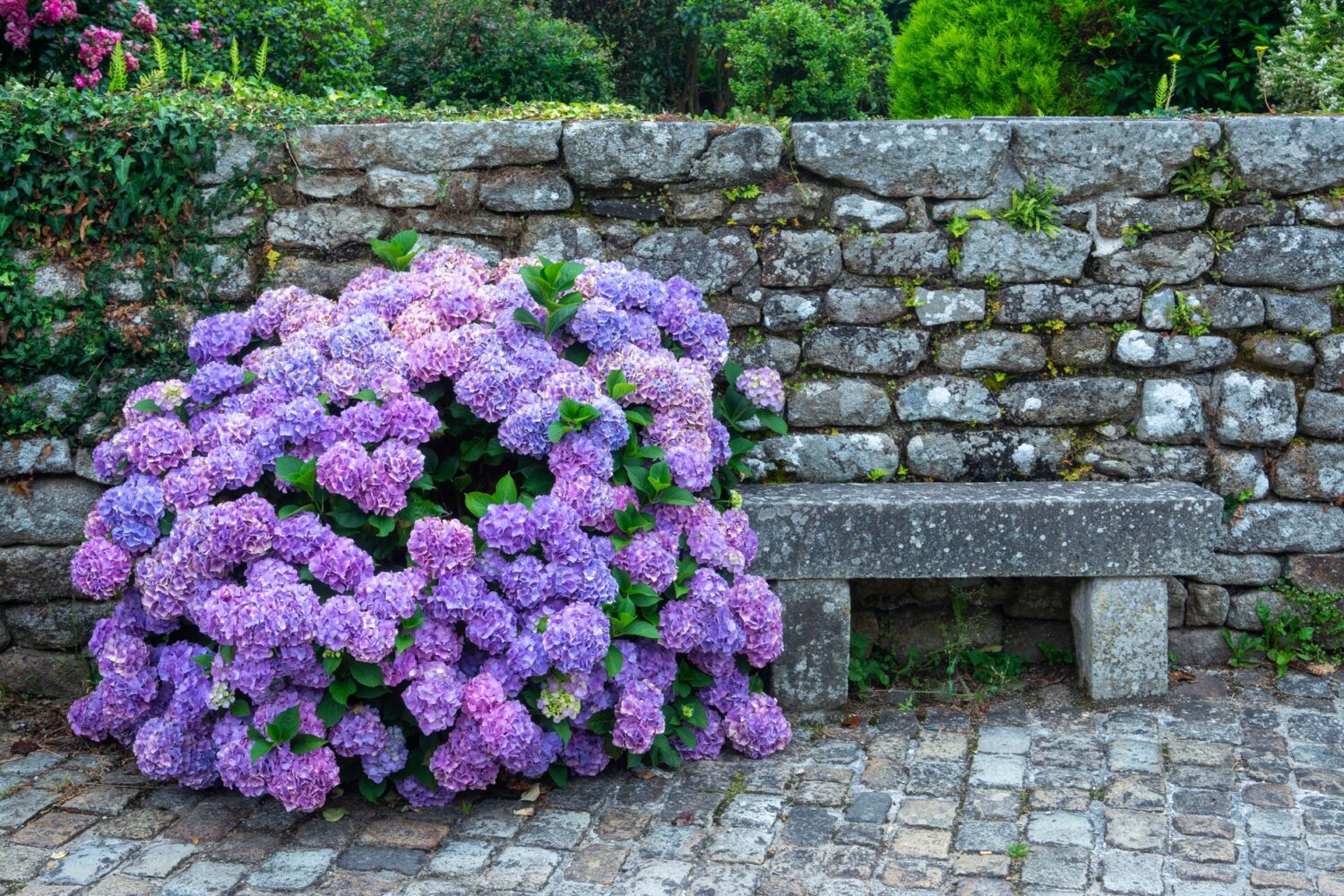 À quelle distance d&rsquo;un mur faut-il planter un hortensia ?