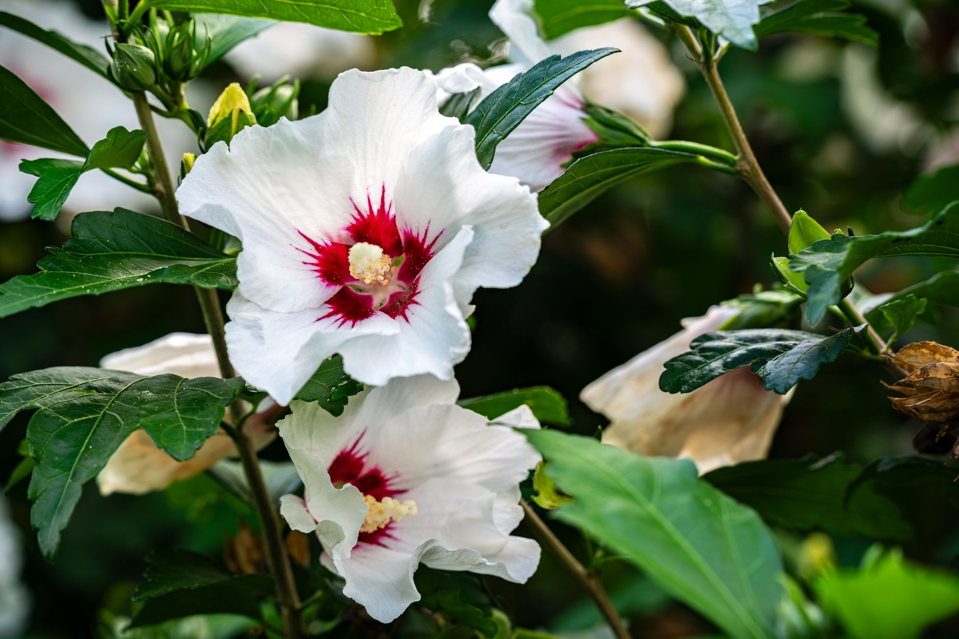 Althéa, hibiscus des jardins : bien choisir l’emplacement, l’exposition et le sol — fleurs d'hibiscus dans le jardin