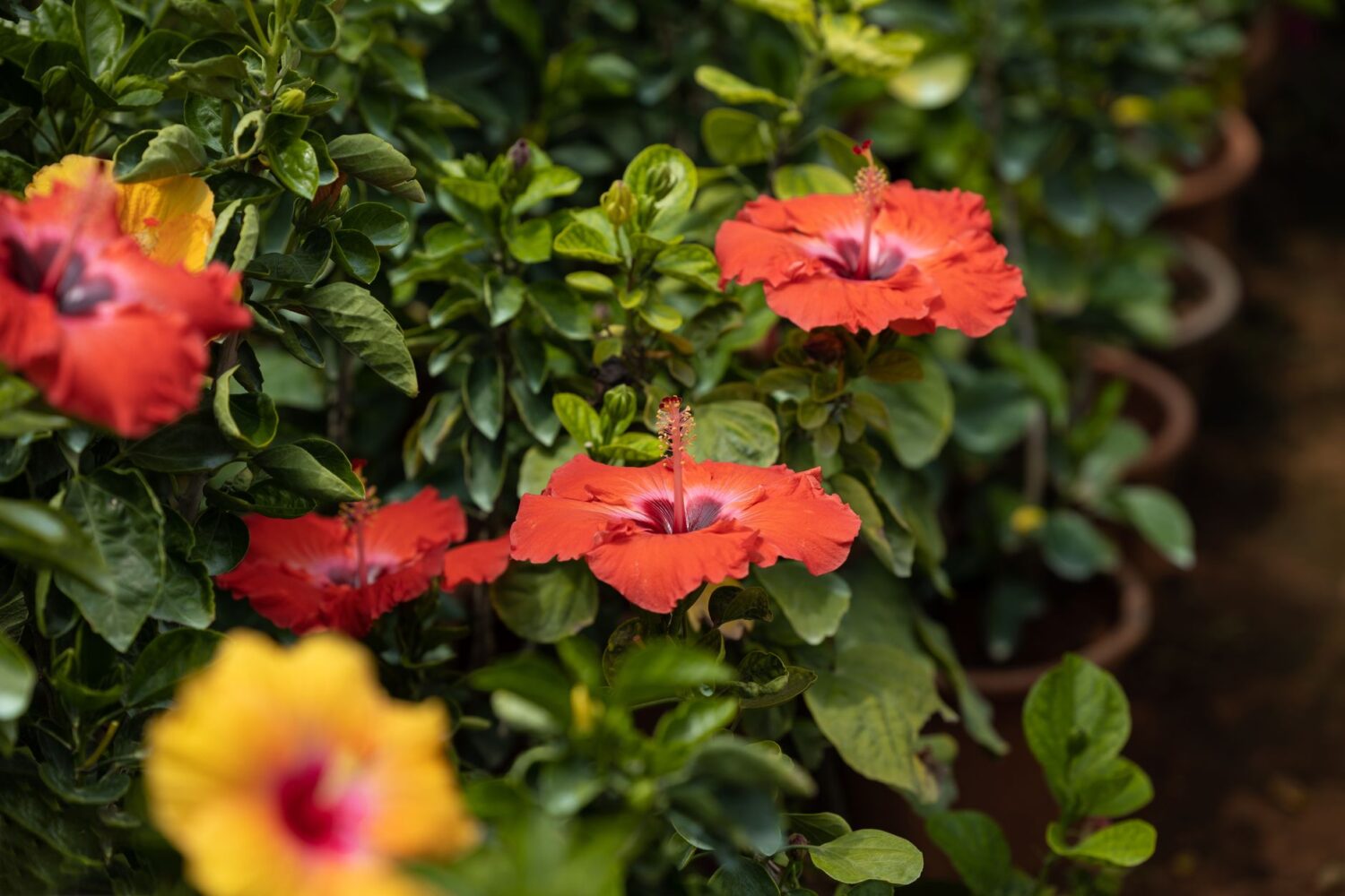Althéa (hibiscus des jardins) : plantation, taille et entretien