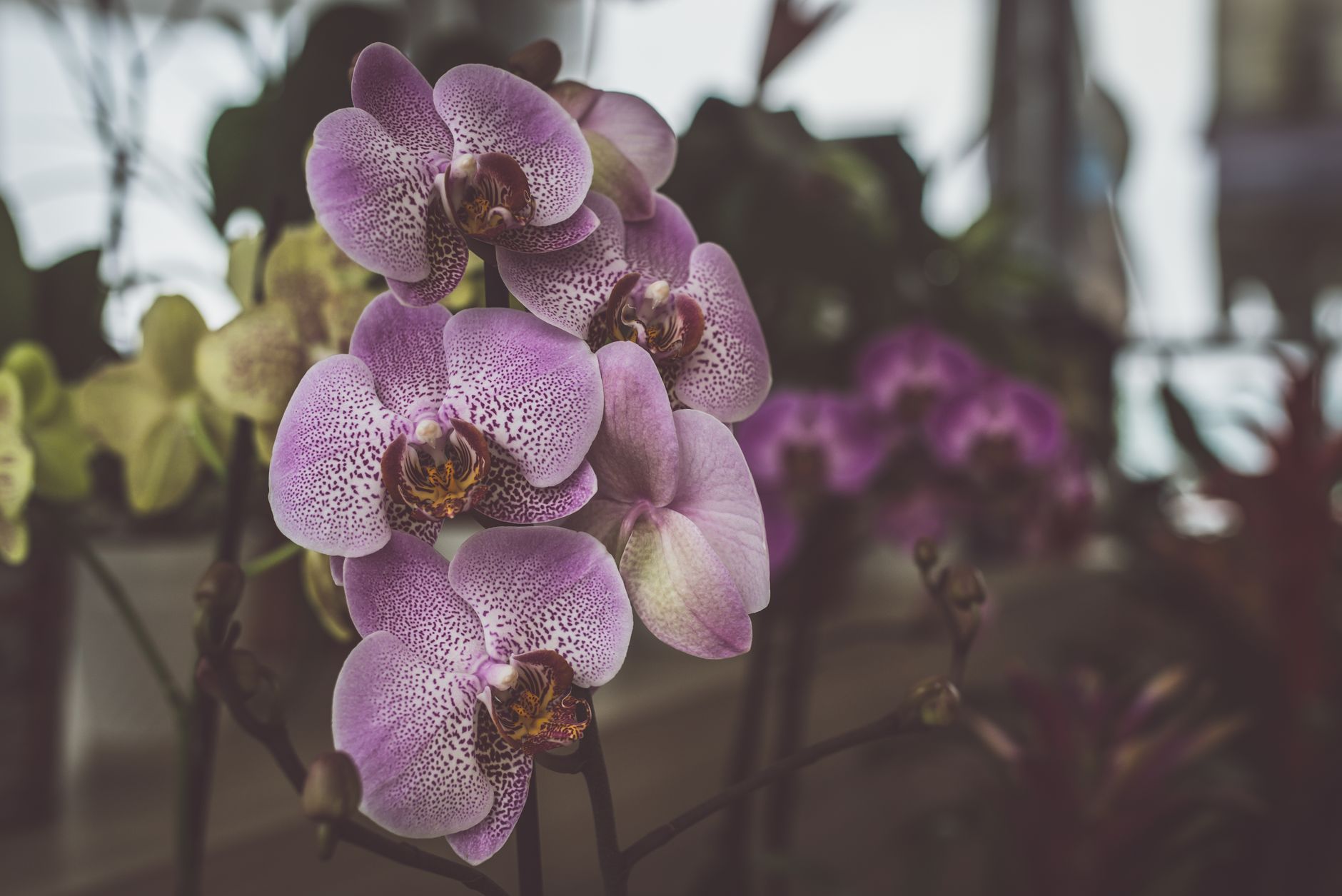 Arrosage des orchidées : comprendre les besoins des plantes tropicales pour éviter les erreurs — arrosage d'orchidées plantes tropicales