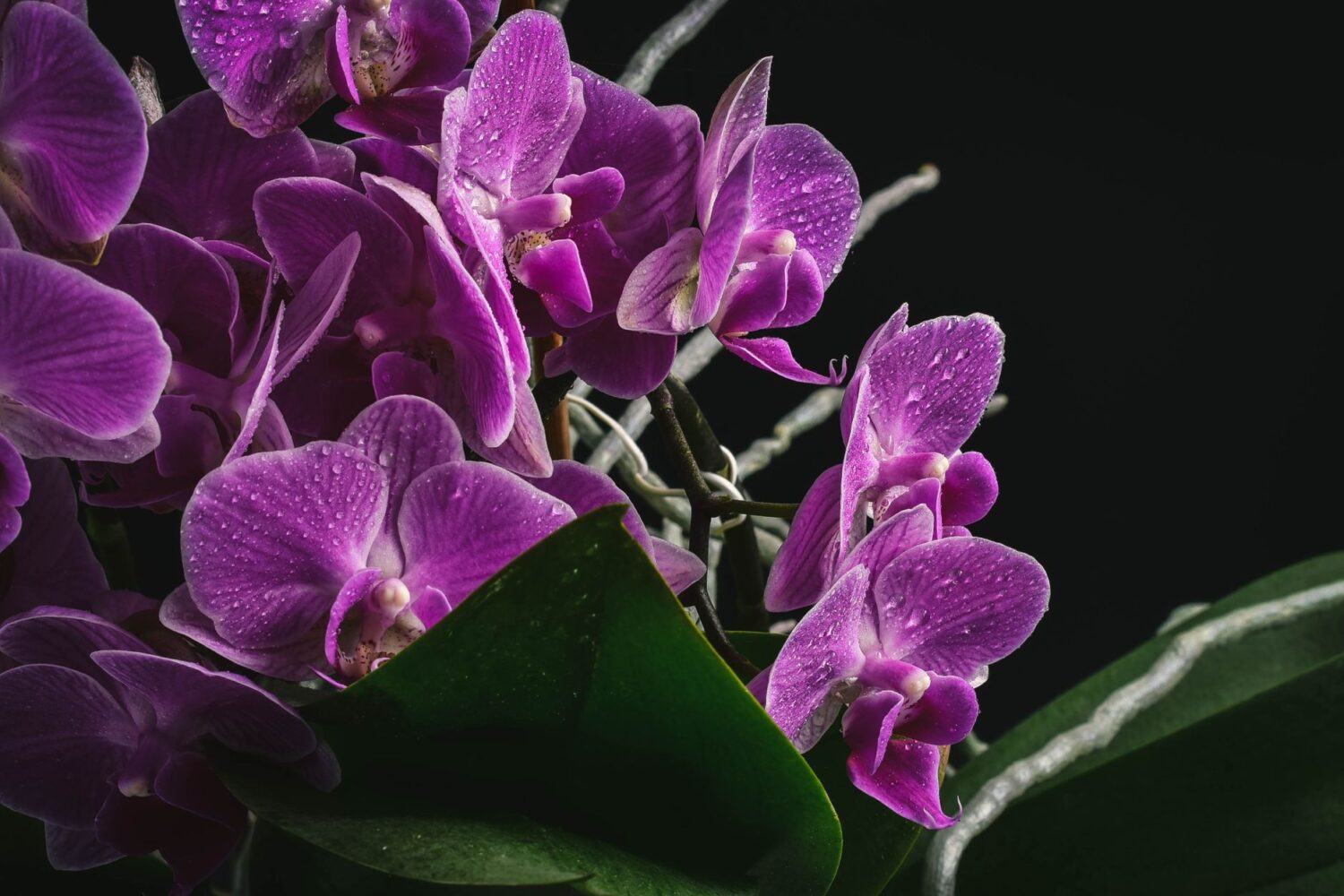 Arrosage des orchidées : fréquence, méthode et erreurs à éviter