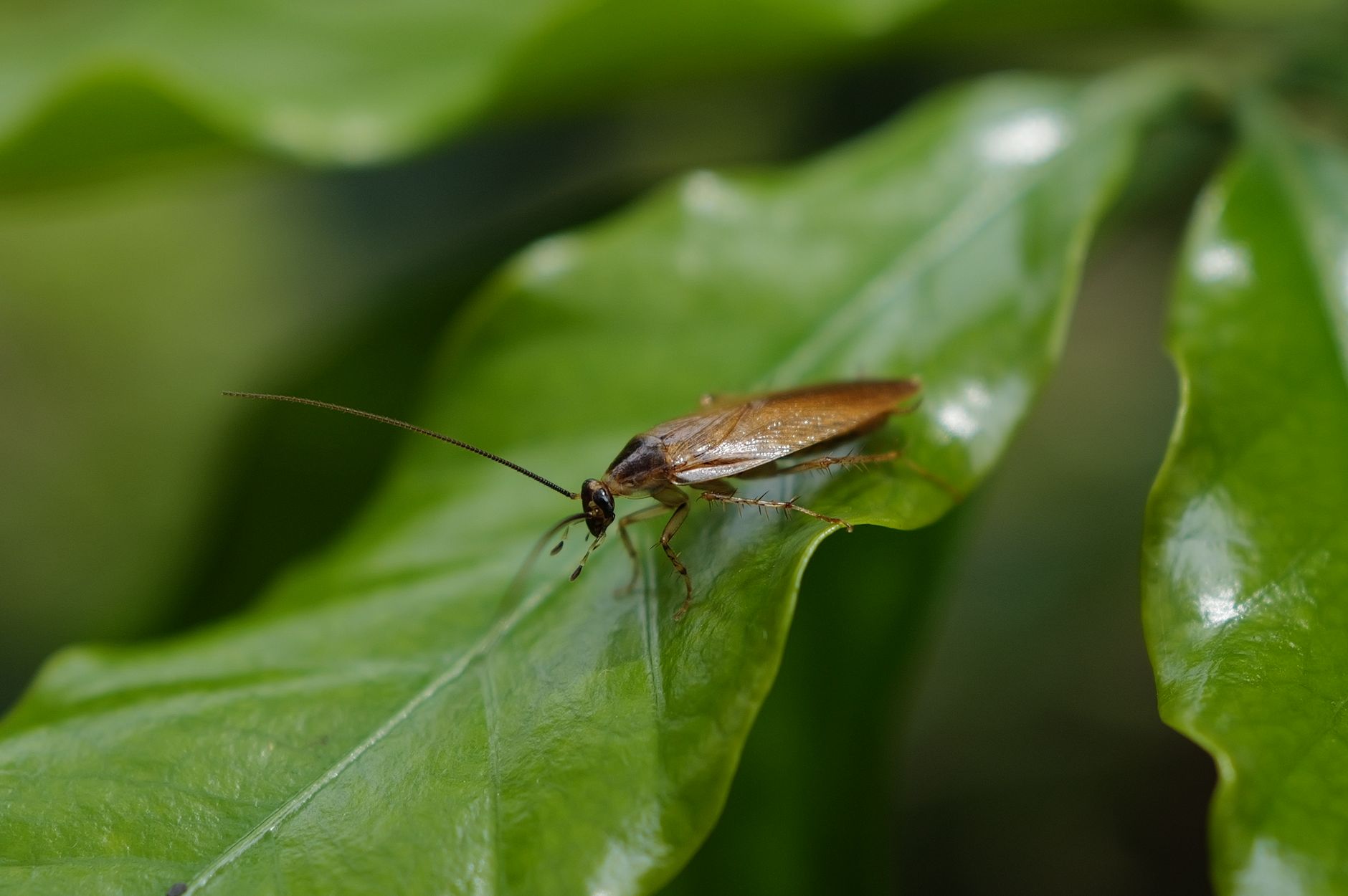Blatte de jardin ou cafard de maison ? Clés pour une bonne identification — blatte de jardin cachée sous une feuille