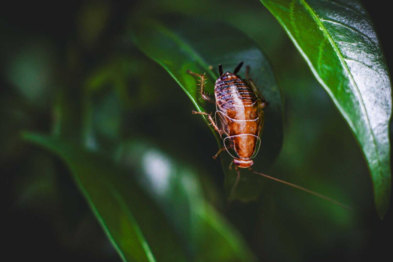Blatte de jardin : comment la reconnaître et l&rsquo;éloigner