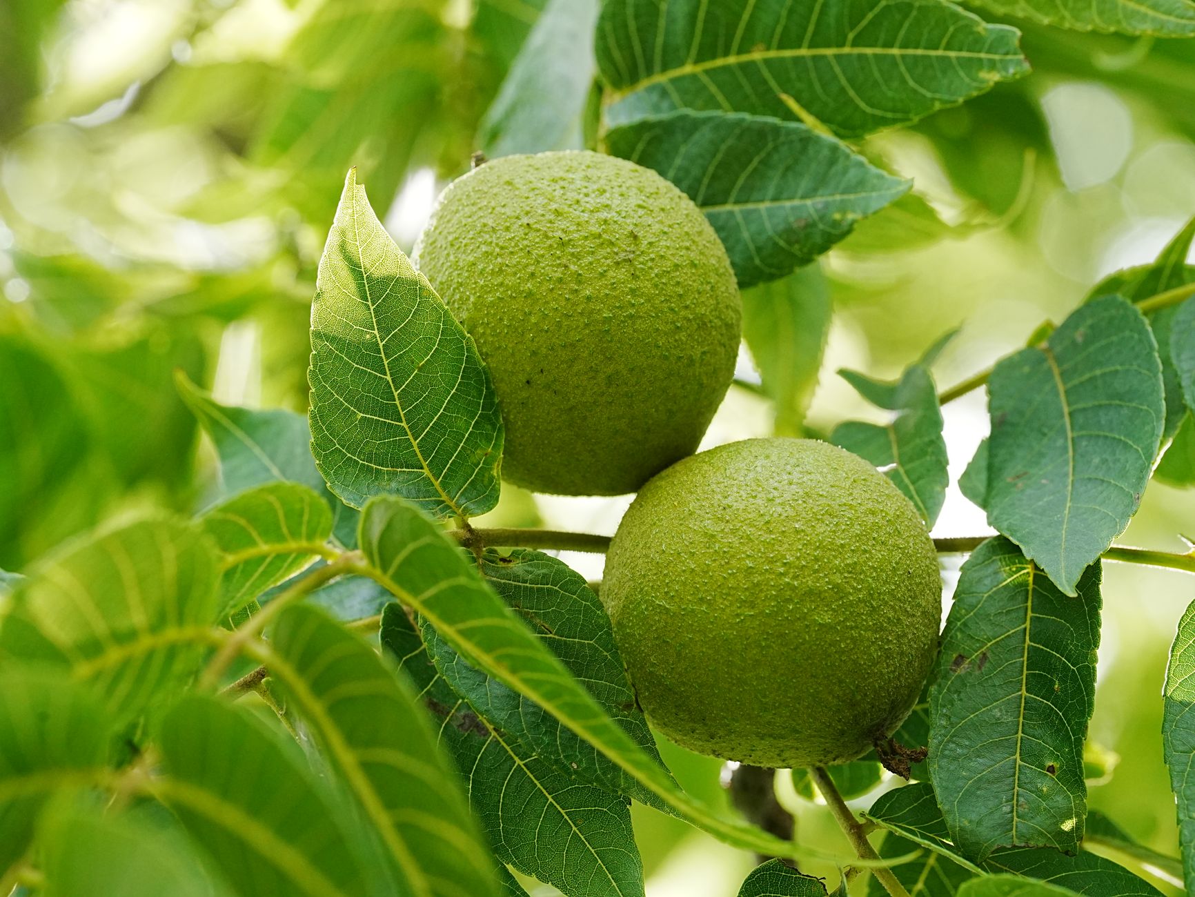 Bouturer un noyer : chances de réussite et particularités de cet arbre récalcitrant — bouture de noyer en propagation