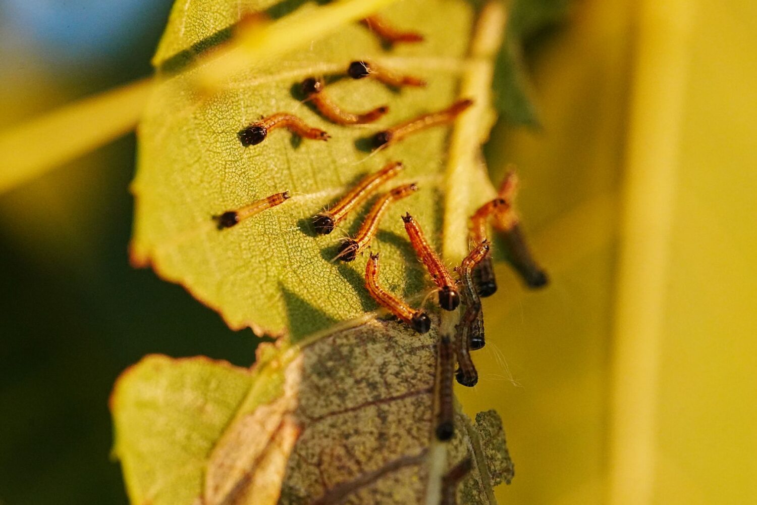 Chenilles du pommier : les identifier et les traiter naturellement