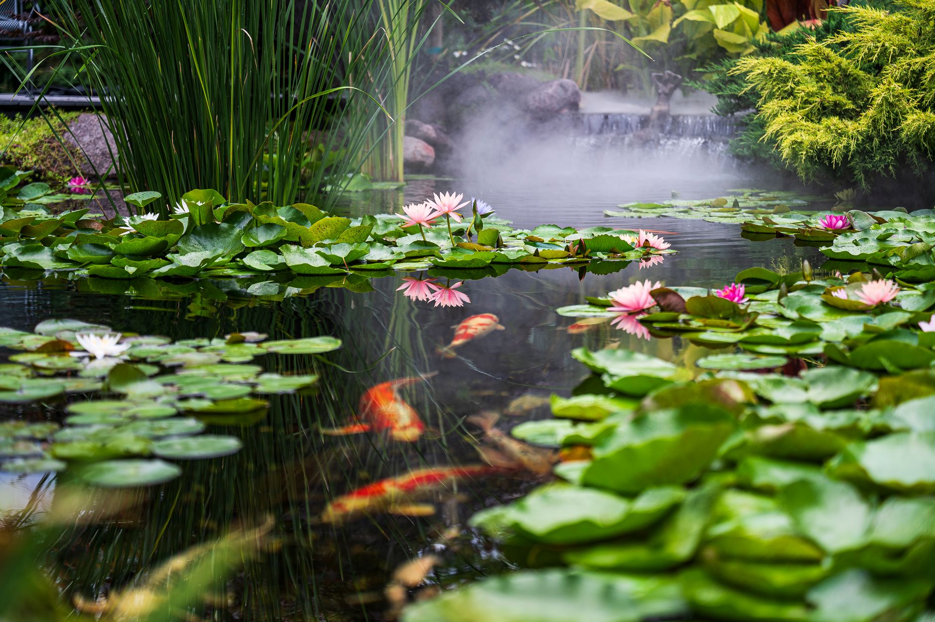 Créer un bassin de jardin chez soi : emplacement, forme et volume à bien penser — bassin de jardin avec plantes et poissons