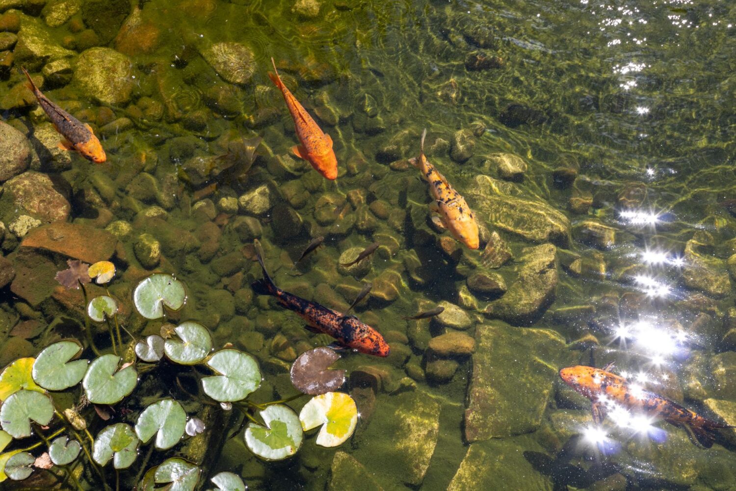 Créer un bassin de jardin : étapes, entretien et conseils