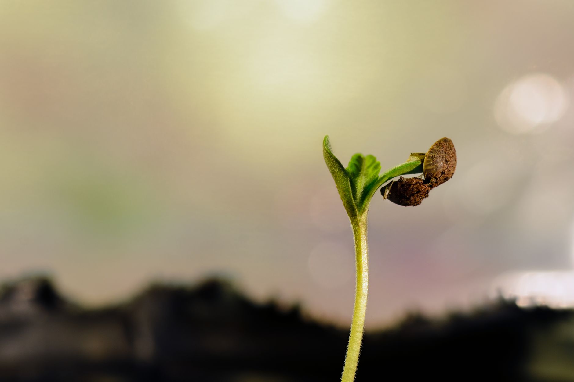Choisir et préparer un noyau d’avocat pour une germination fiable — processus de germination du noyau d'avocat