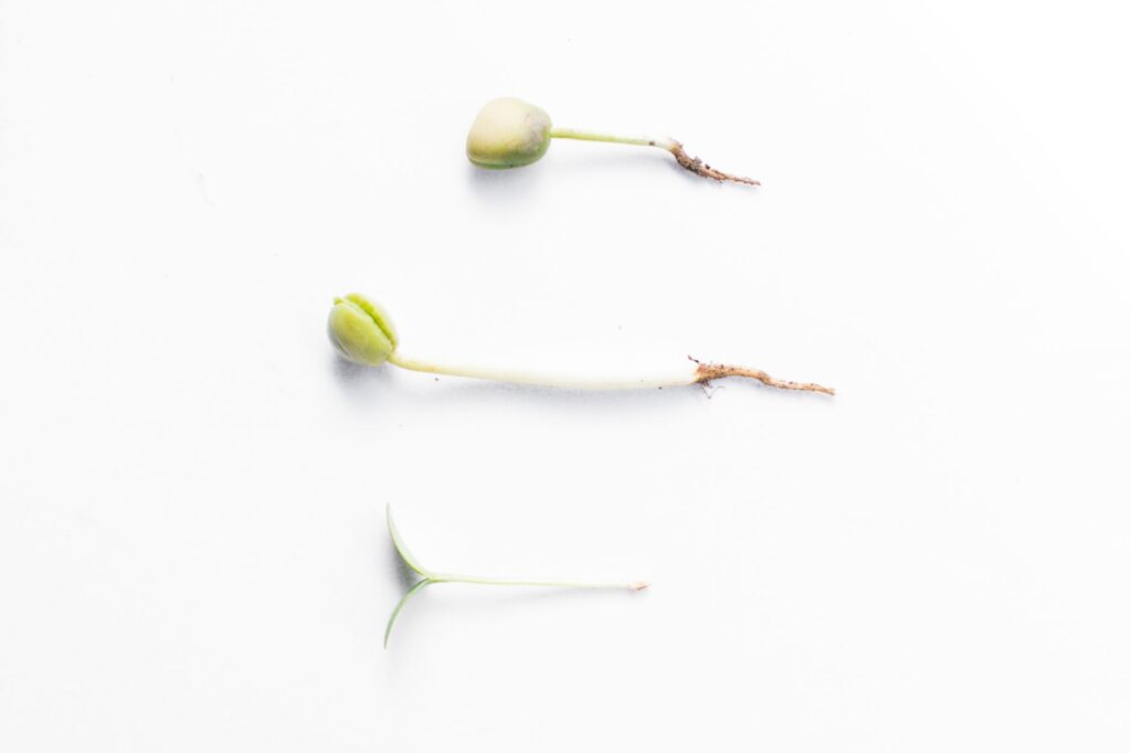 Faire pousser un avocatier à — processus de germination du noyau d'avocat