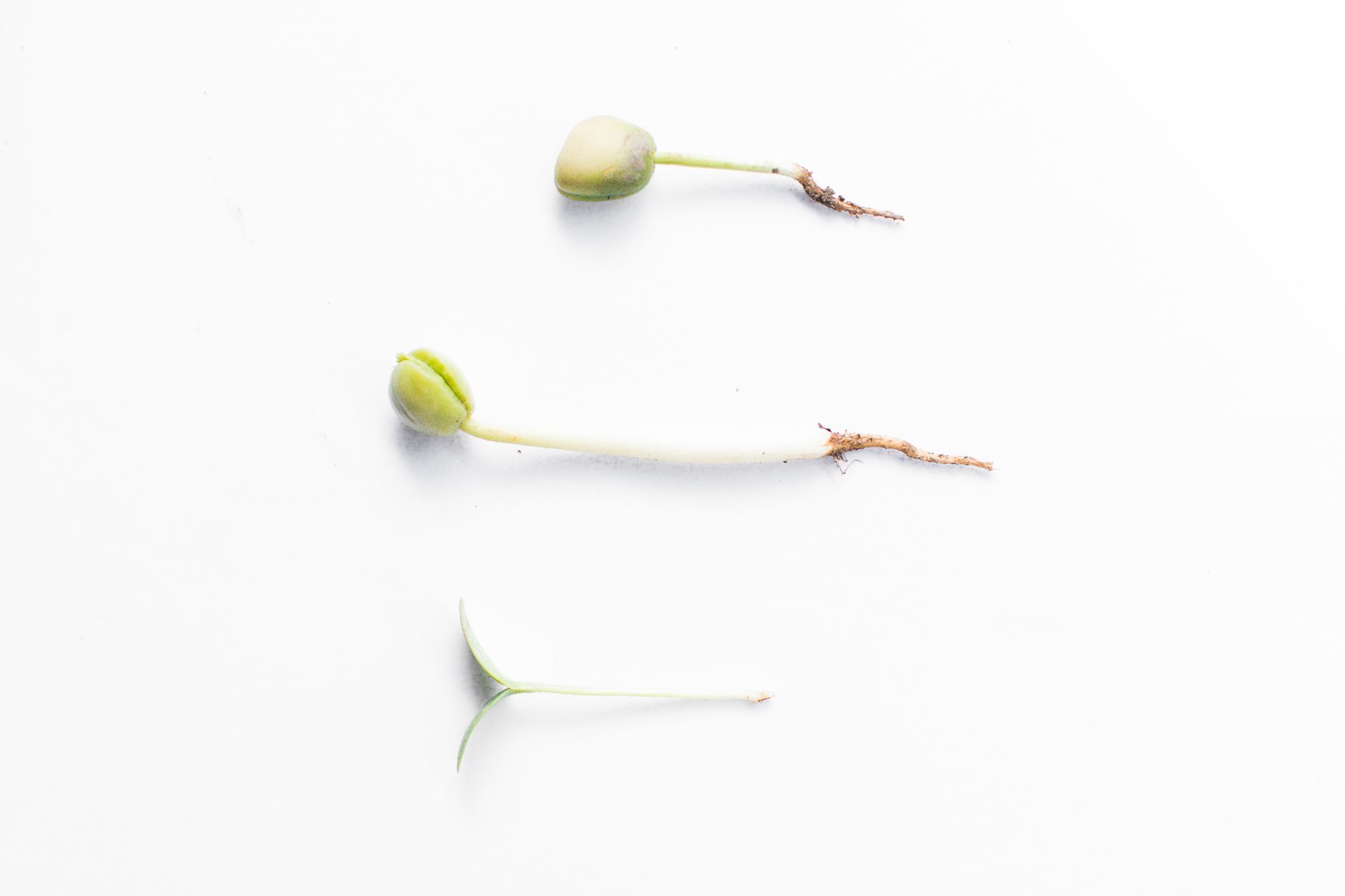 Faire pousser un avocatier à — processus de germination du noyau d'avocat