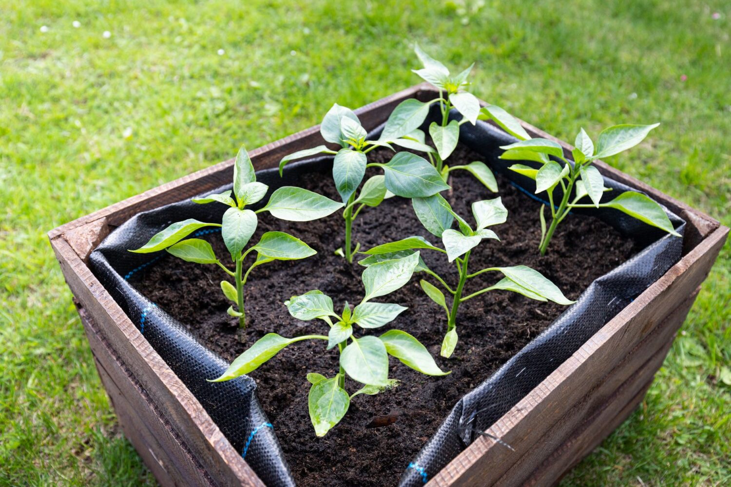 Faut-il mettre un géotextile au fond d&rsquo;un carré potager ?