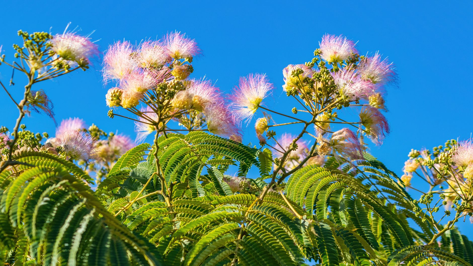 Floraison du mimosa : période, durée et différences selon les variétés — fleurs de mimosa en floraison