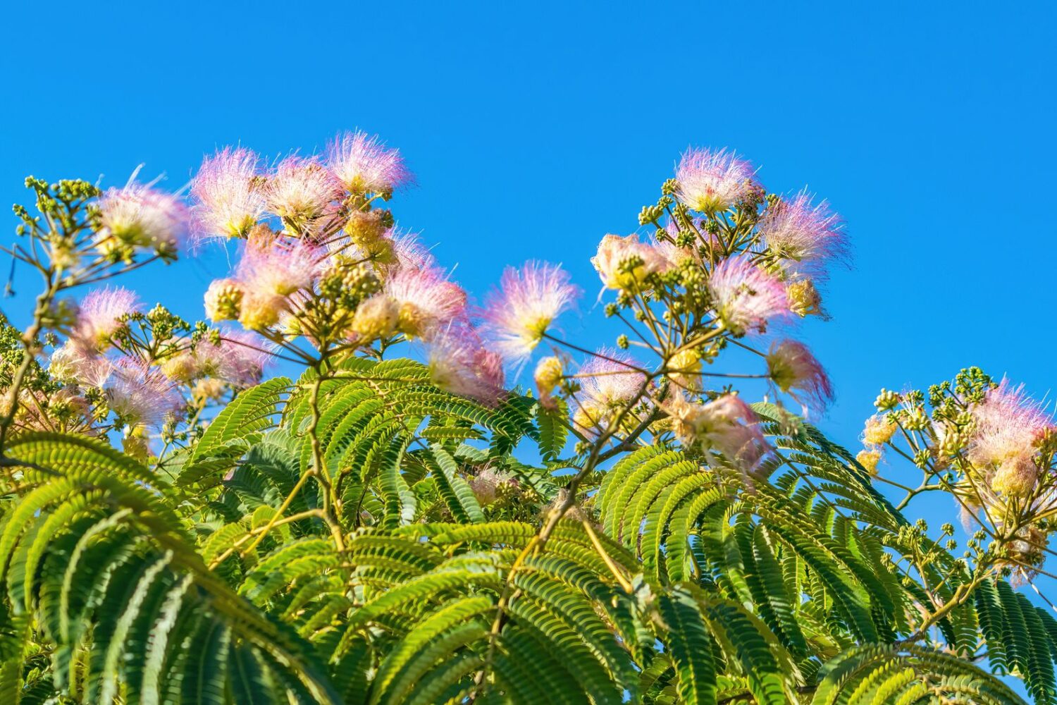 Floraison du mimosa : période, durée et entretien