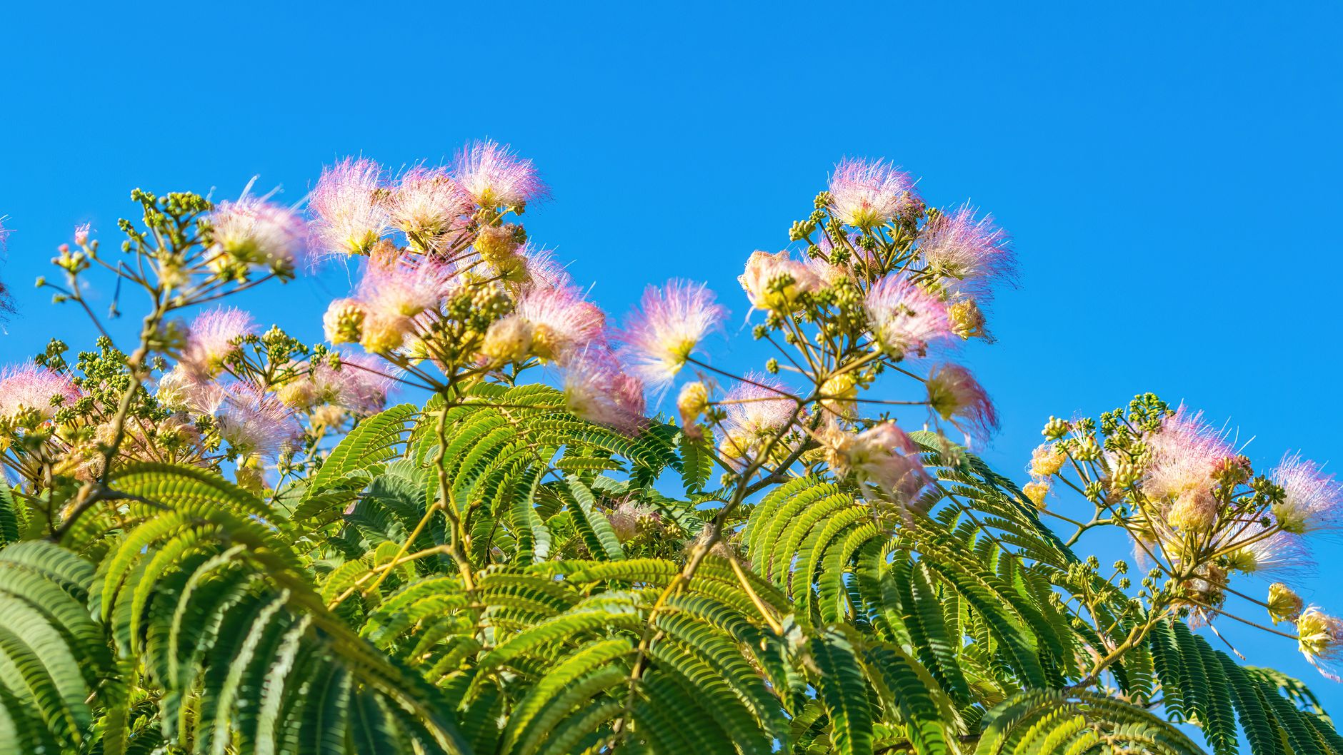 Floraison du mimosa période, durée — fleurs de mimosa en floraison
