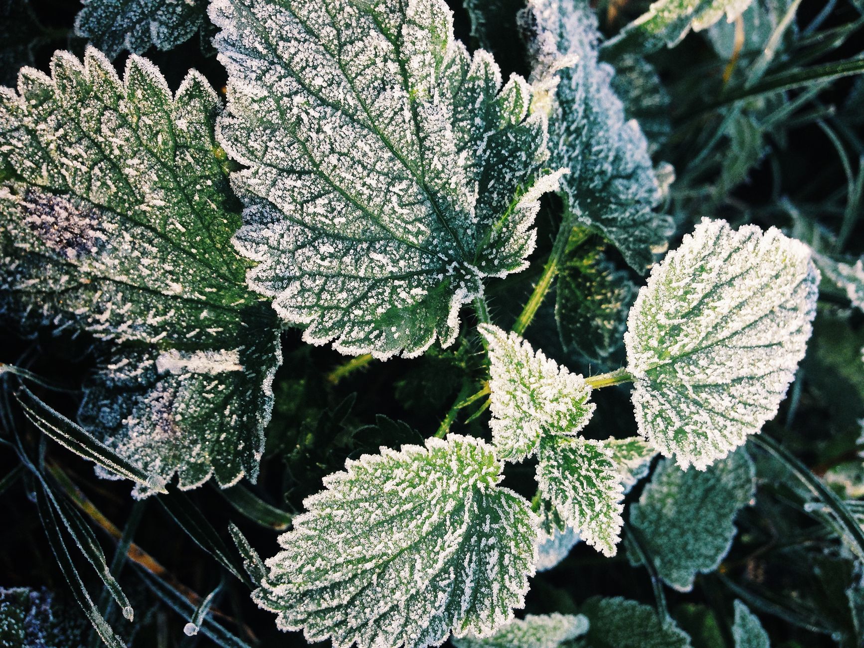 Les Saints de Glace au jardin : dates, légendes et réalité des risques de gelée — dommages de gelée sur plantes de jardin