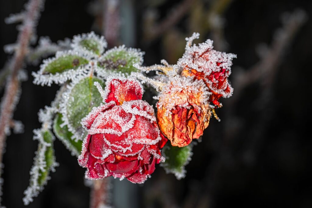 Les Saints de Glace au — dommages de gelée sur plantes de jardin