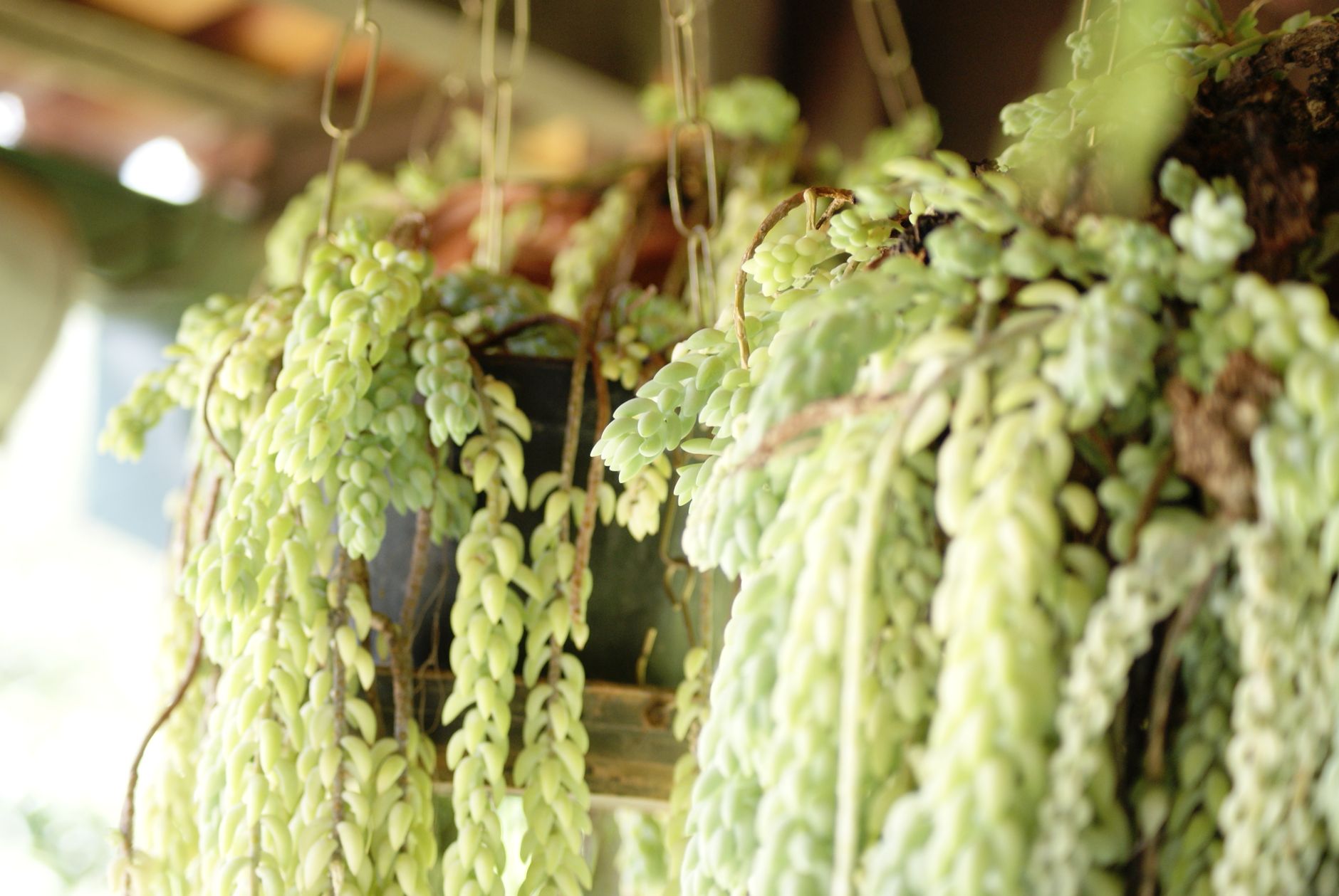 Plantes d'intérieur retombantes : comprendre leur intérêt décoratif et pratique — plantes d'intérieur suspendues vertes