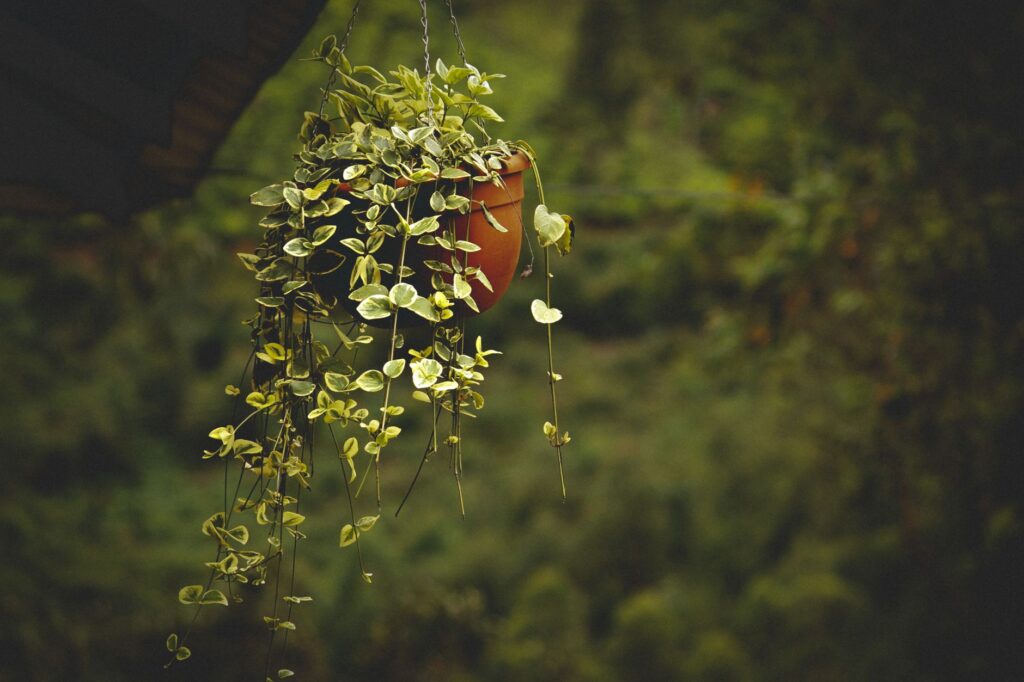 Plantes d'intérieur retombantes 10 espèces — plantes d'intérieur suspendues vertes