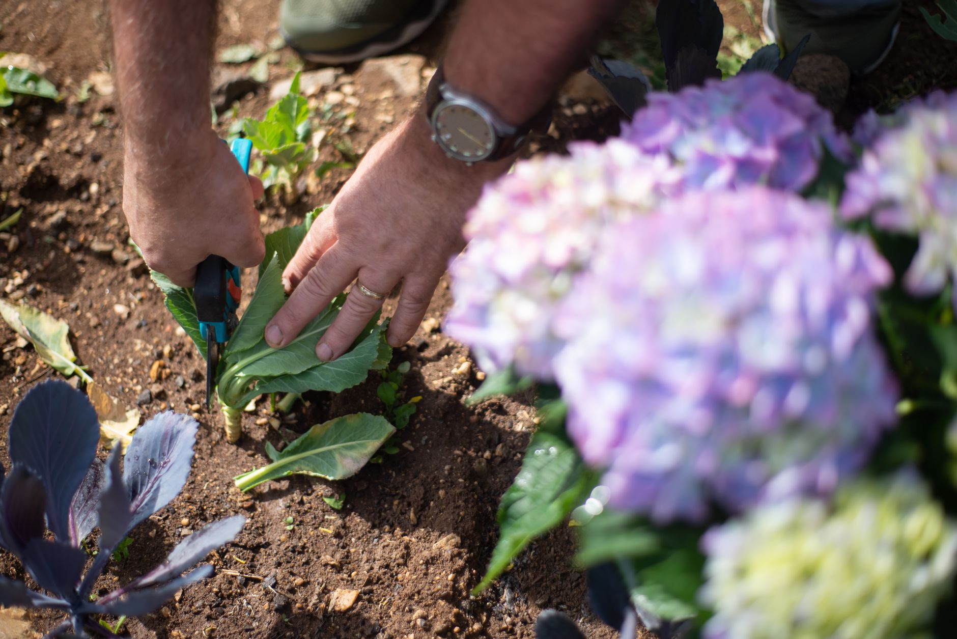 Identifier ses hortensias avant la taille : la base pour ne pas perdre la floraison — outils de taille hortensias jardin