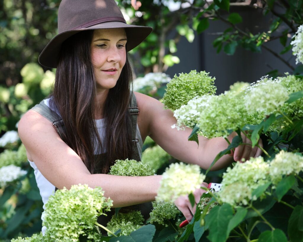 Quand et comment tailler les — outils de taille hortensias jardin