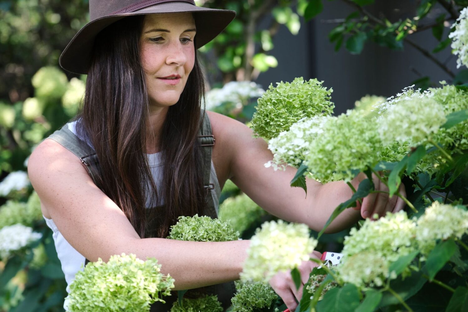 Quand et comment tailler les hortensias selon leur variété