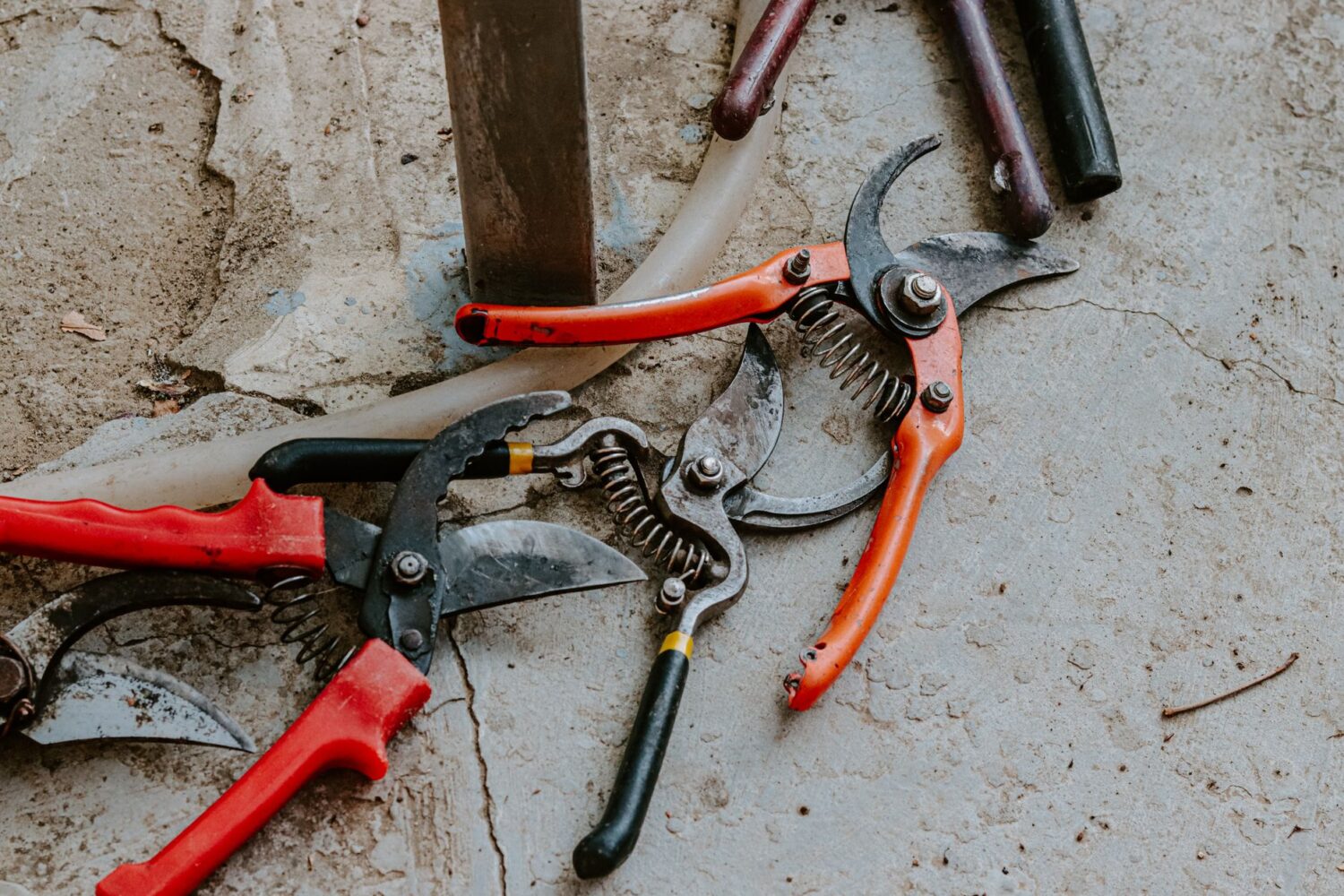 Que faire au jardin en décembre : les travaux du mois