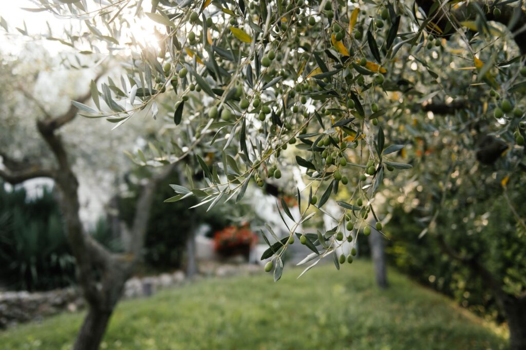 Quel engrais pour un olivier — olivier dans jardin avec engrais