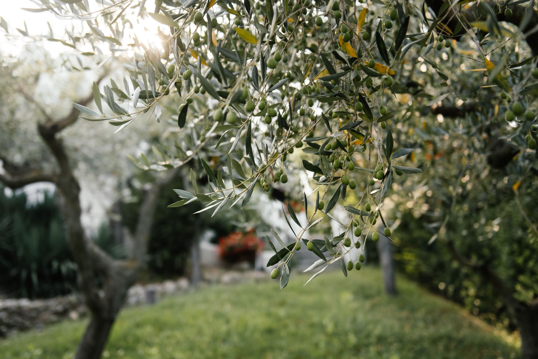 Quel engrais pour un olivier — olivier dans jardin avec engrais