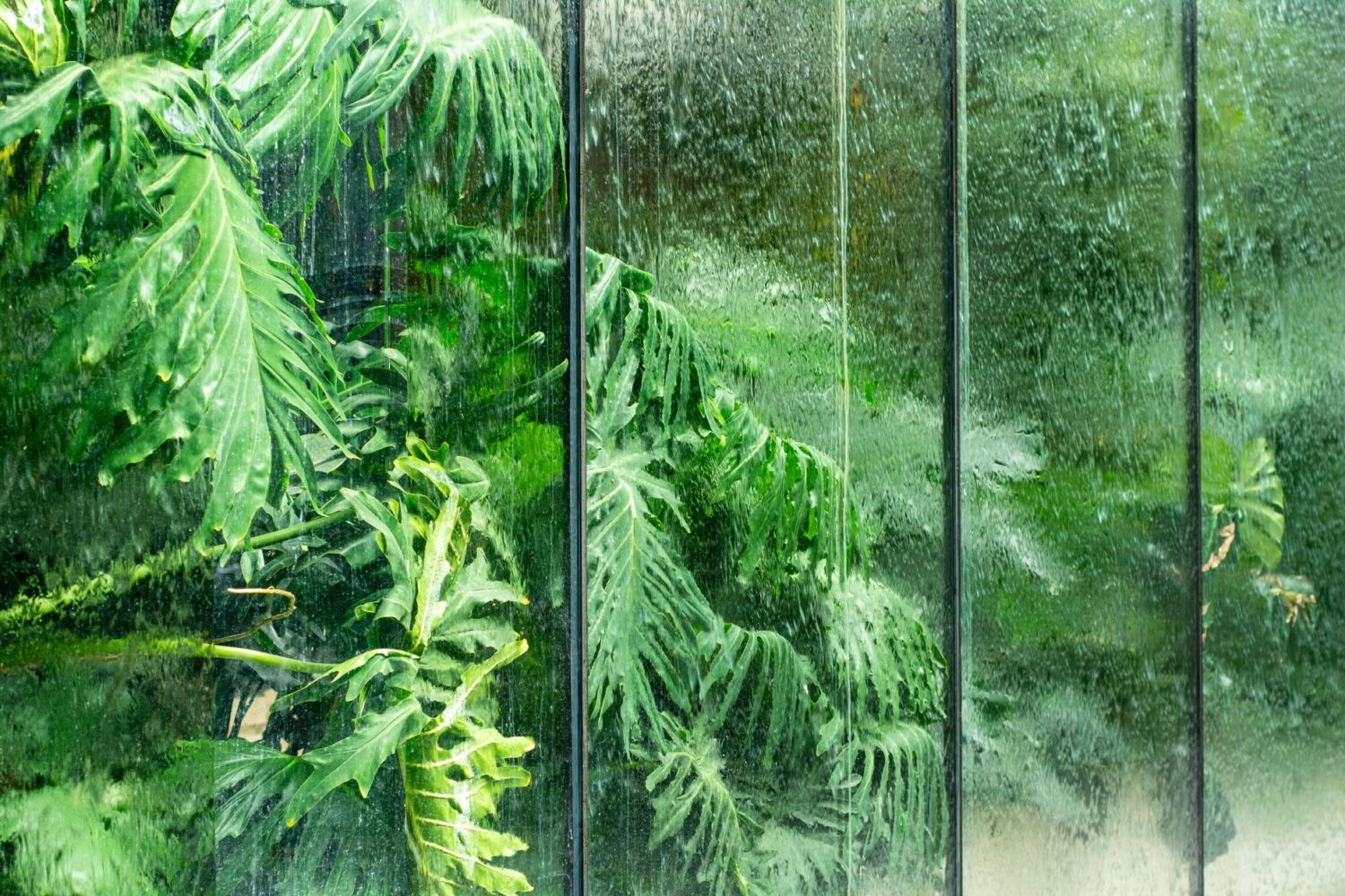 Quelles plantes pour une salle de bain : les espèces qui aiment l&rsquo;humidité