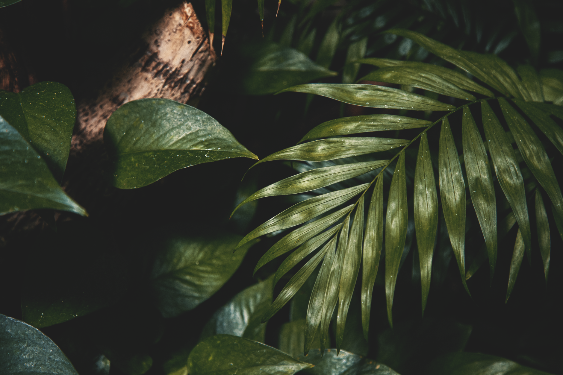 Plantes pour salle de bain humide : bien comprendre ce mini-climat avant de planter — plantes de salle de bain tropicales