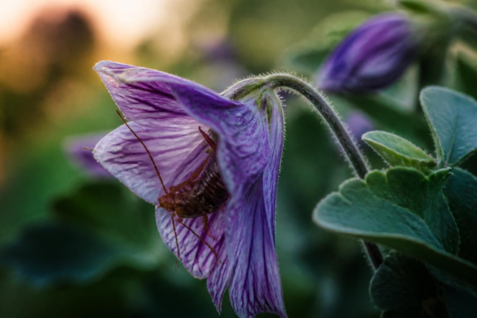 découvrez des méthodes naturelles efficaces pour se débarrasser des perce-oreilles dans votre jardin et protéger vos plantes sans utiliser de produits chimiques.