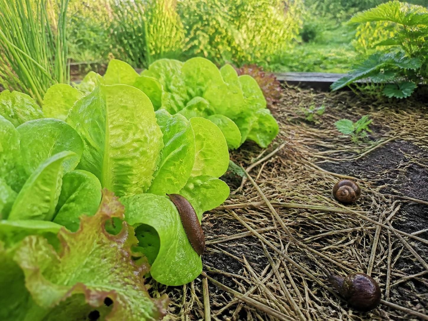 découvrez des méthodes naturelles efficaces pour protéger votre jardin des limaces et escargots sans utiliser de produits chimiques.